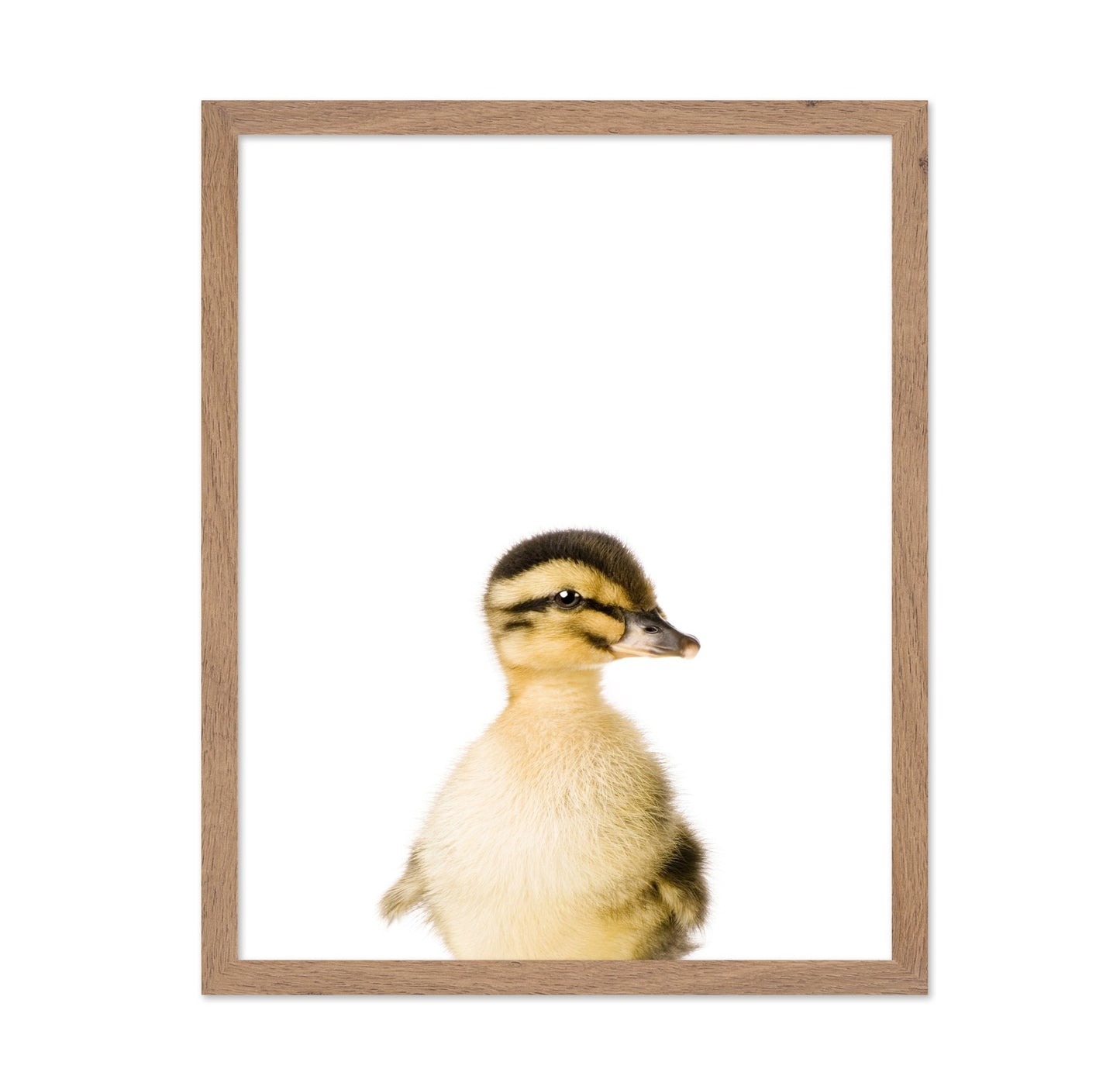 Baby Duck