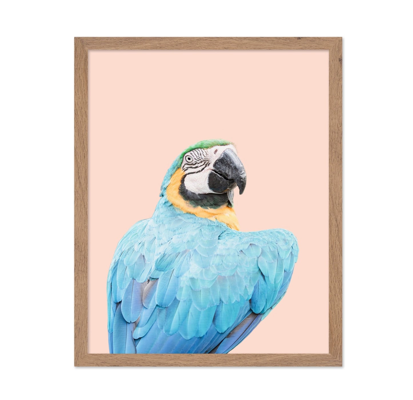 Blue Macaw