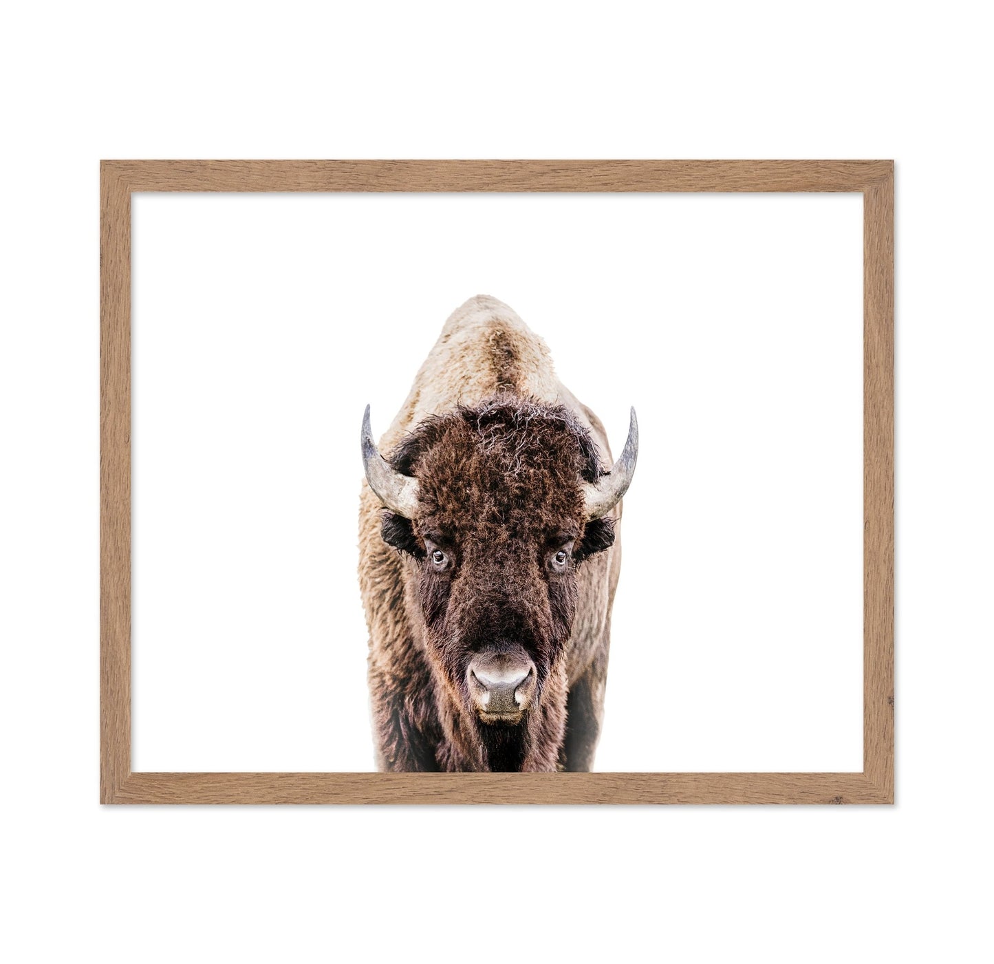 Bison No 2