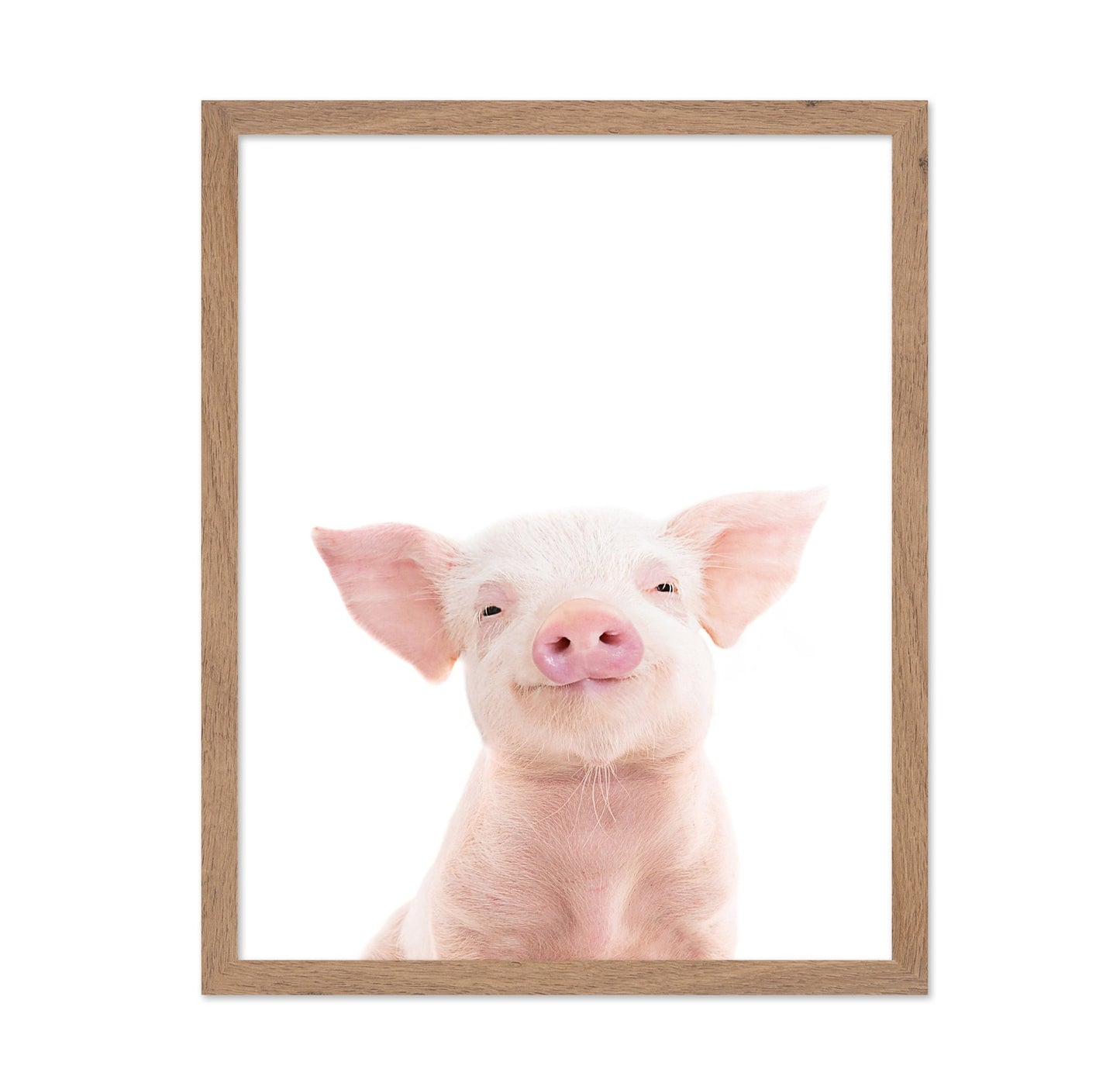 Baby Pig