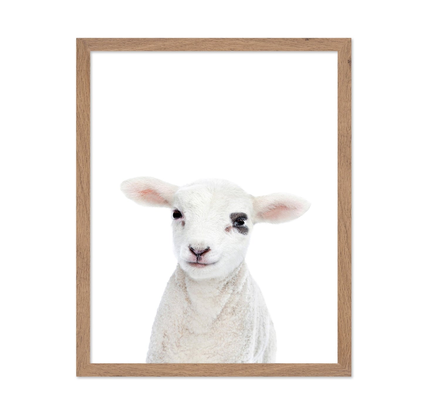 Baby Lamb