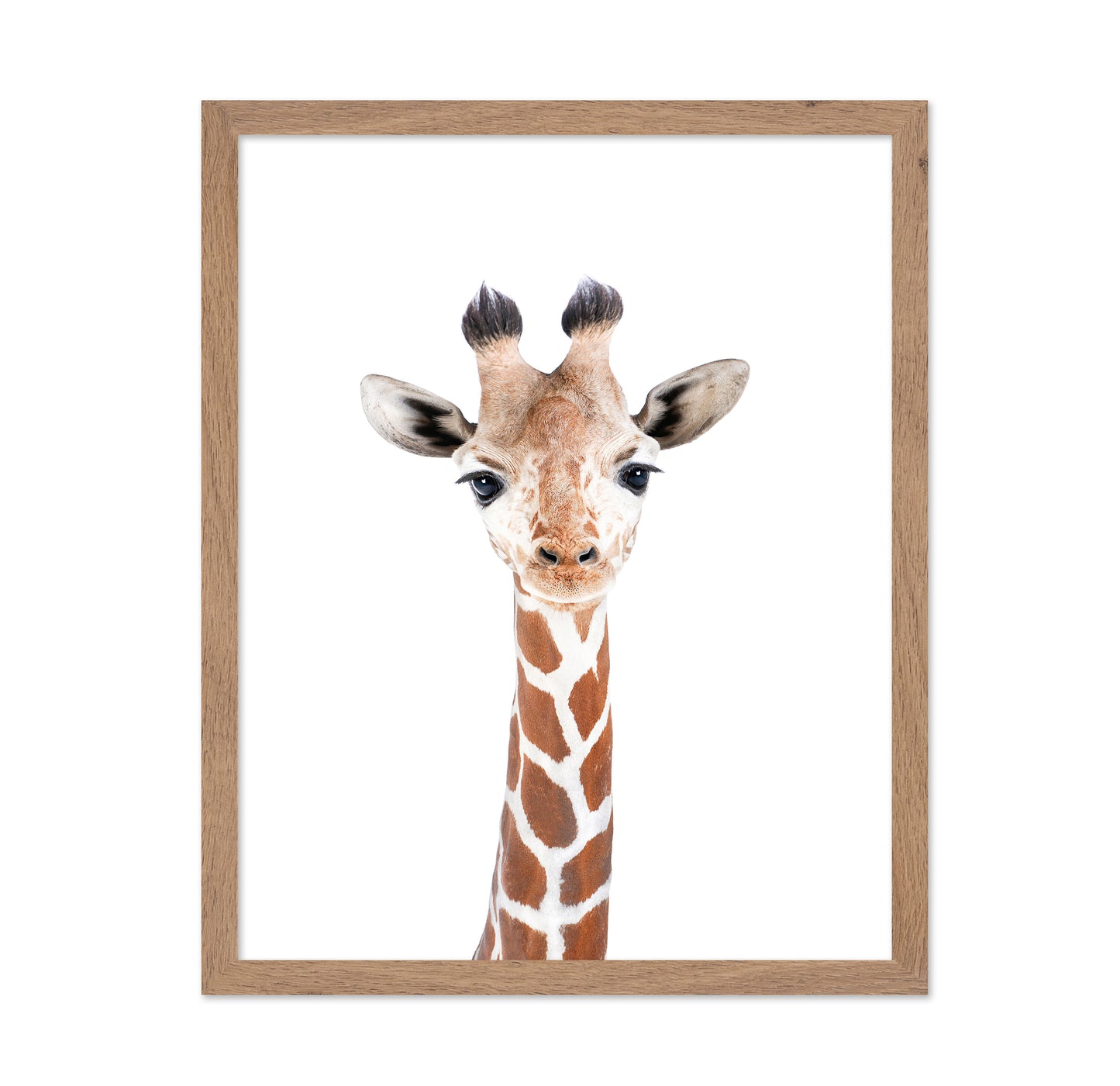 Baby Giraffe