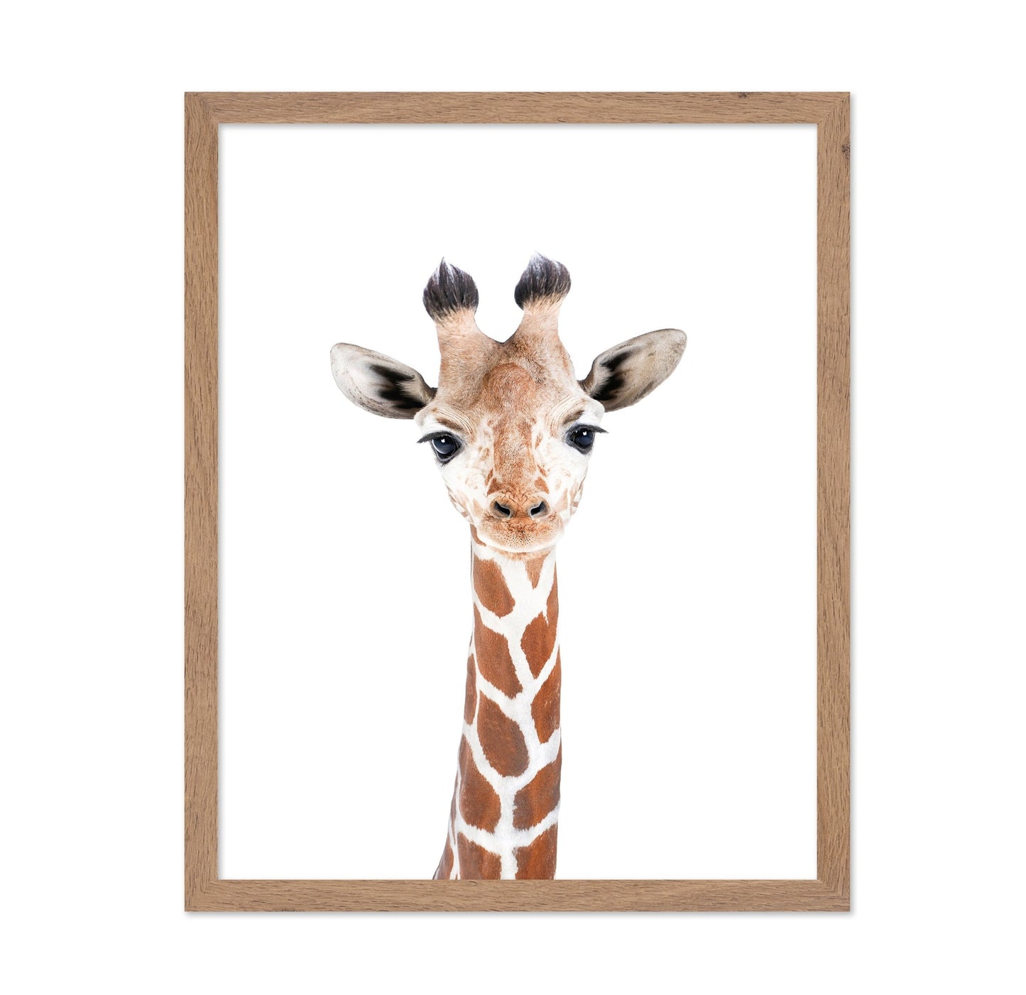 Baby Giraffe