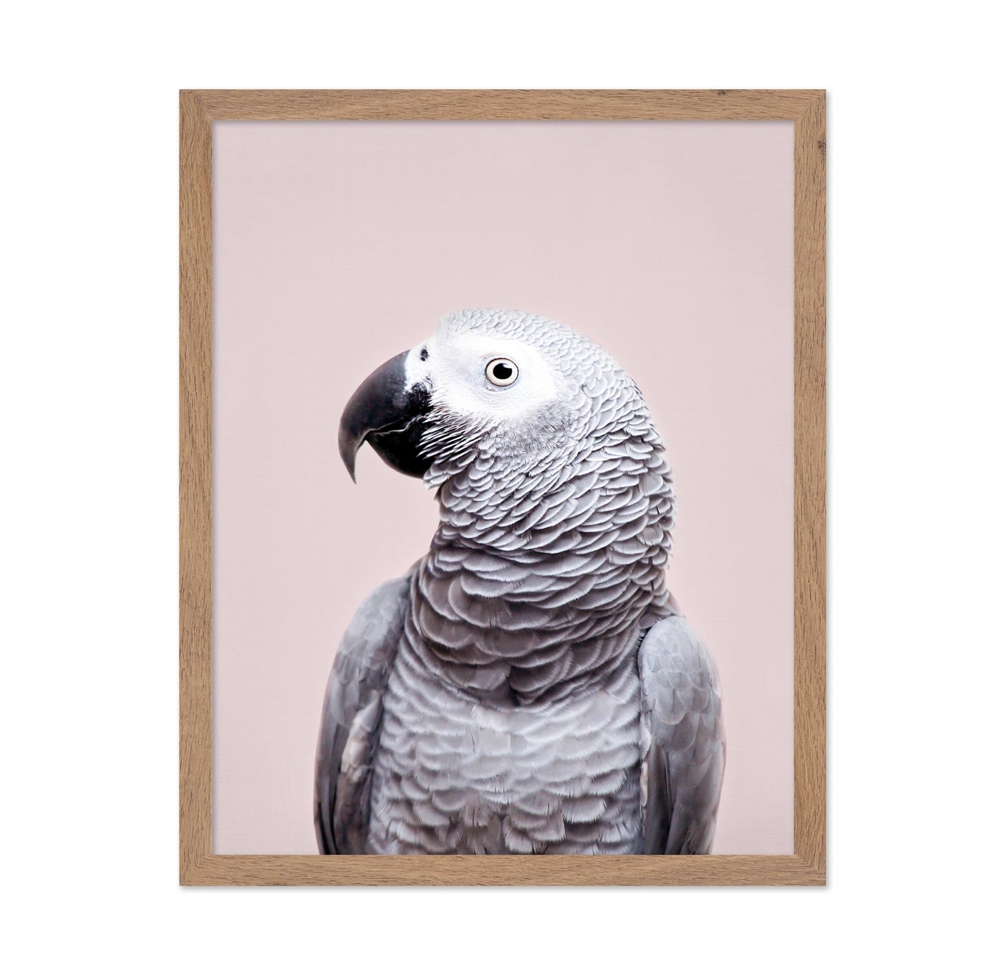 African Grey