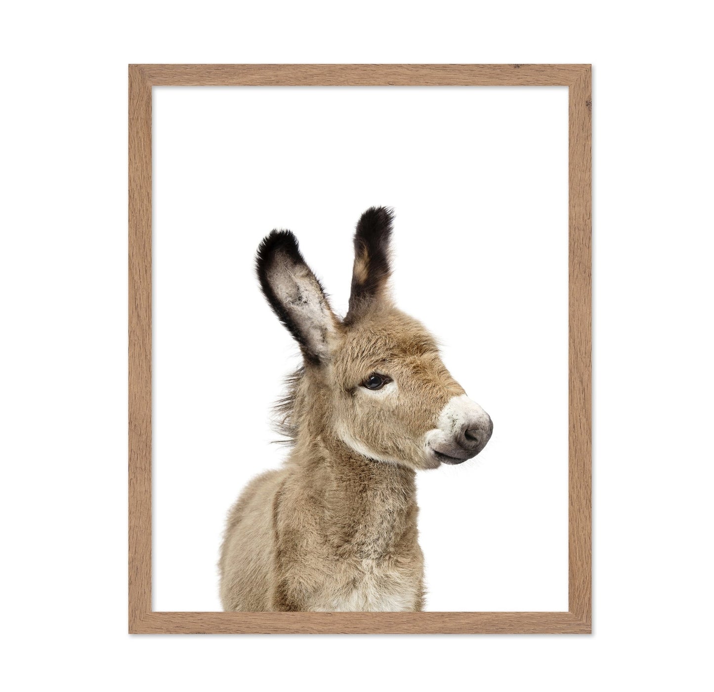 Baby Donkey