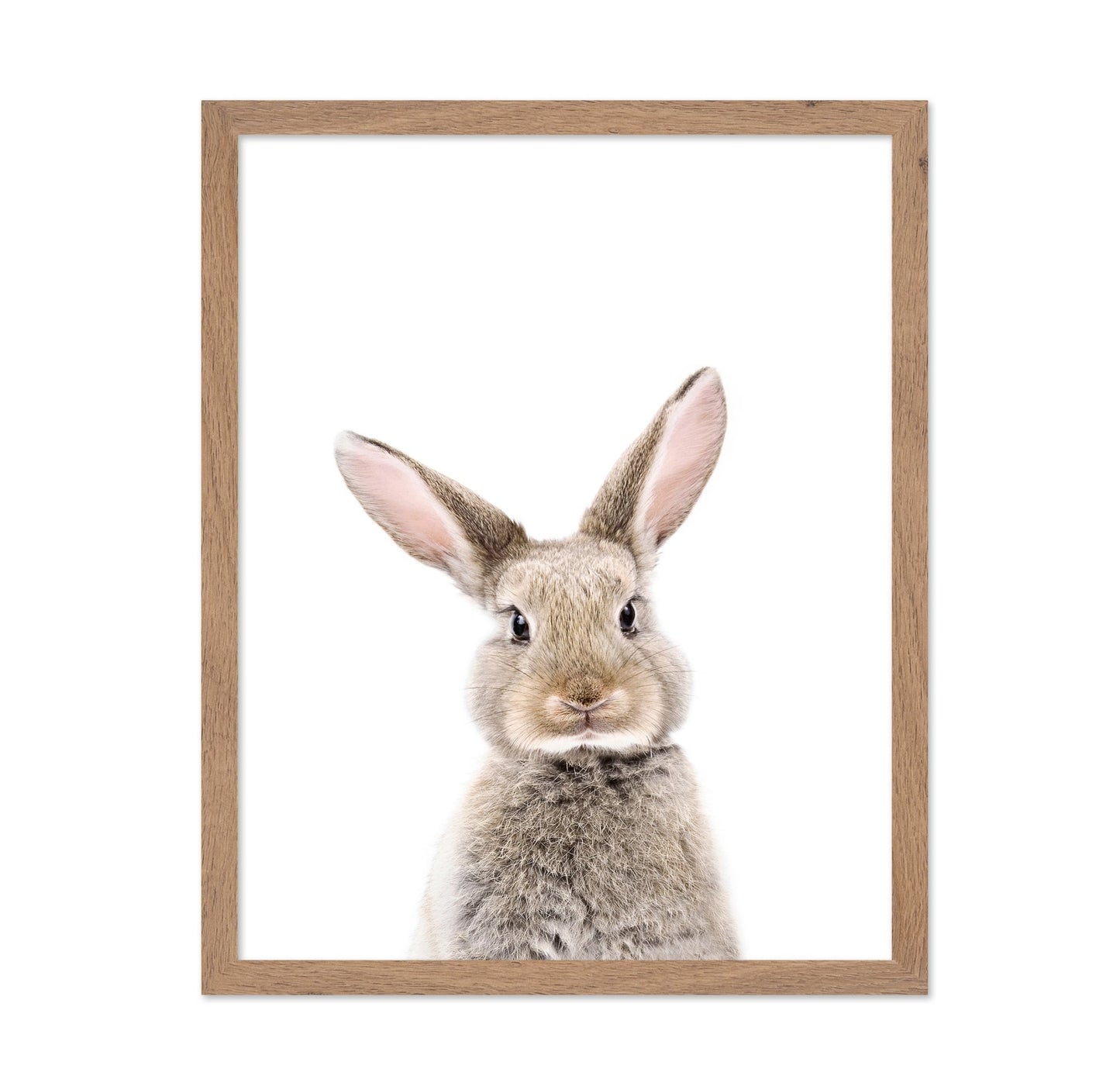 Baby Rabbit
