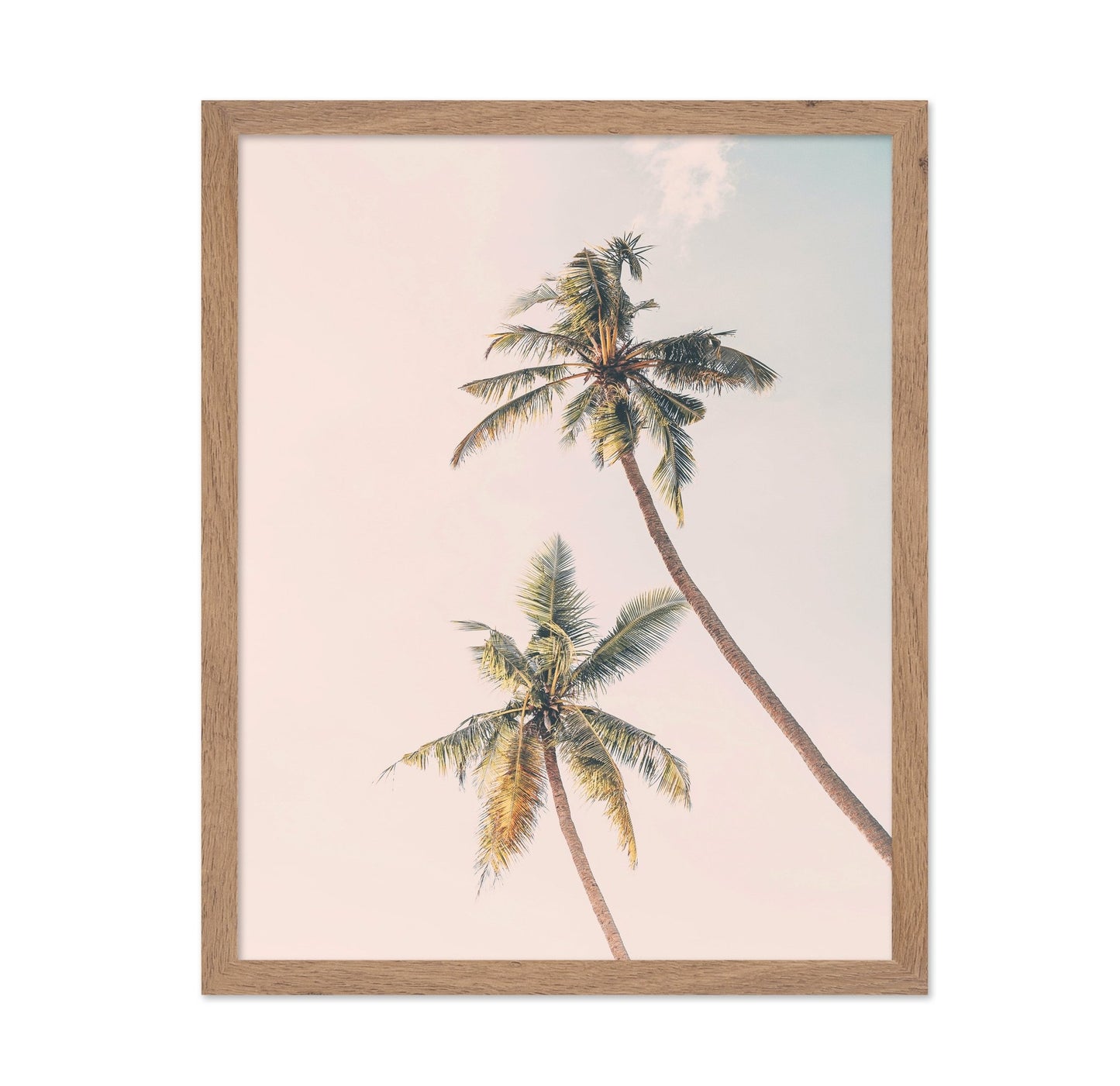 Tropical Palms