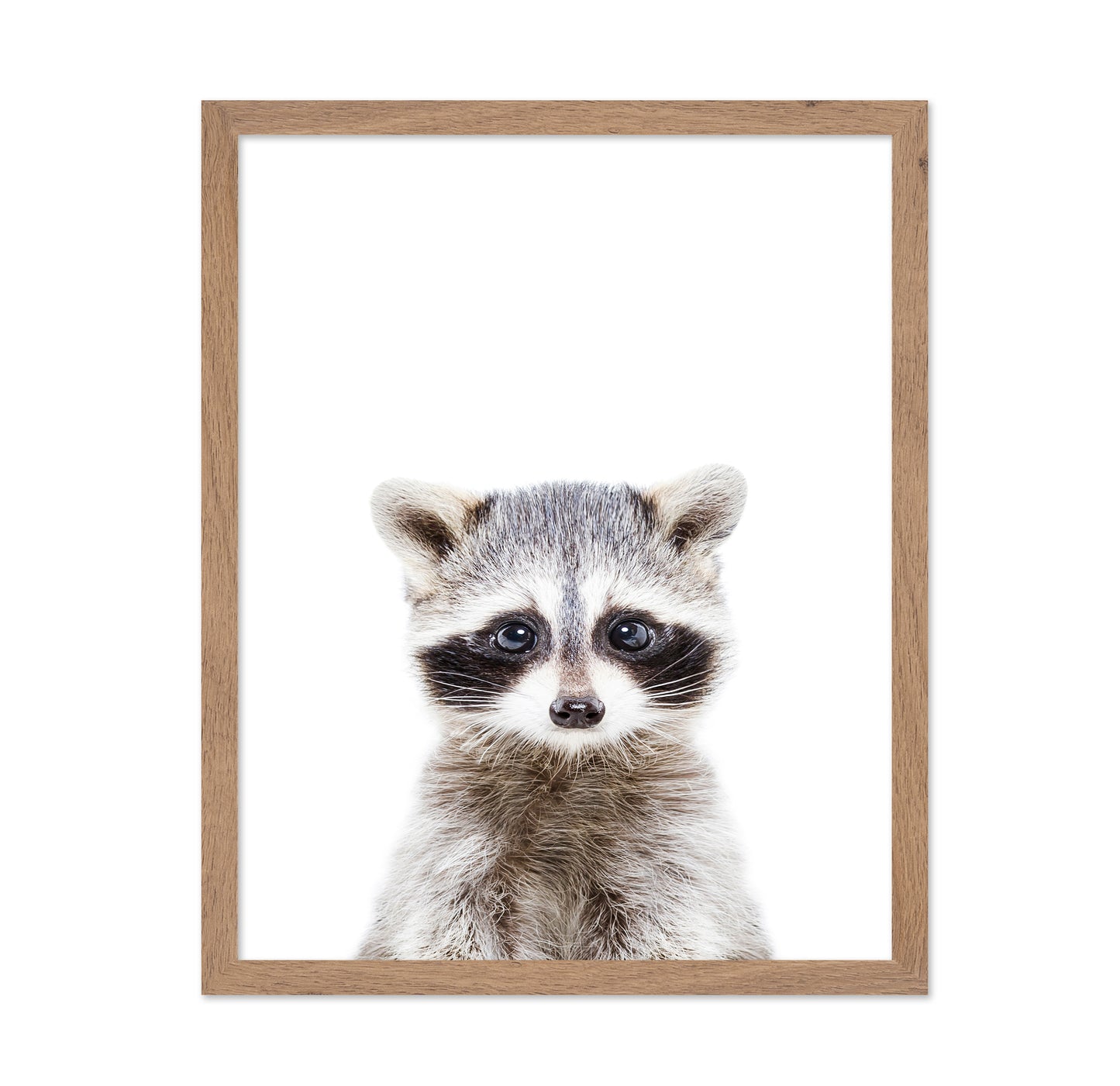 Baby Racoon