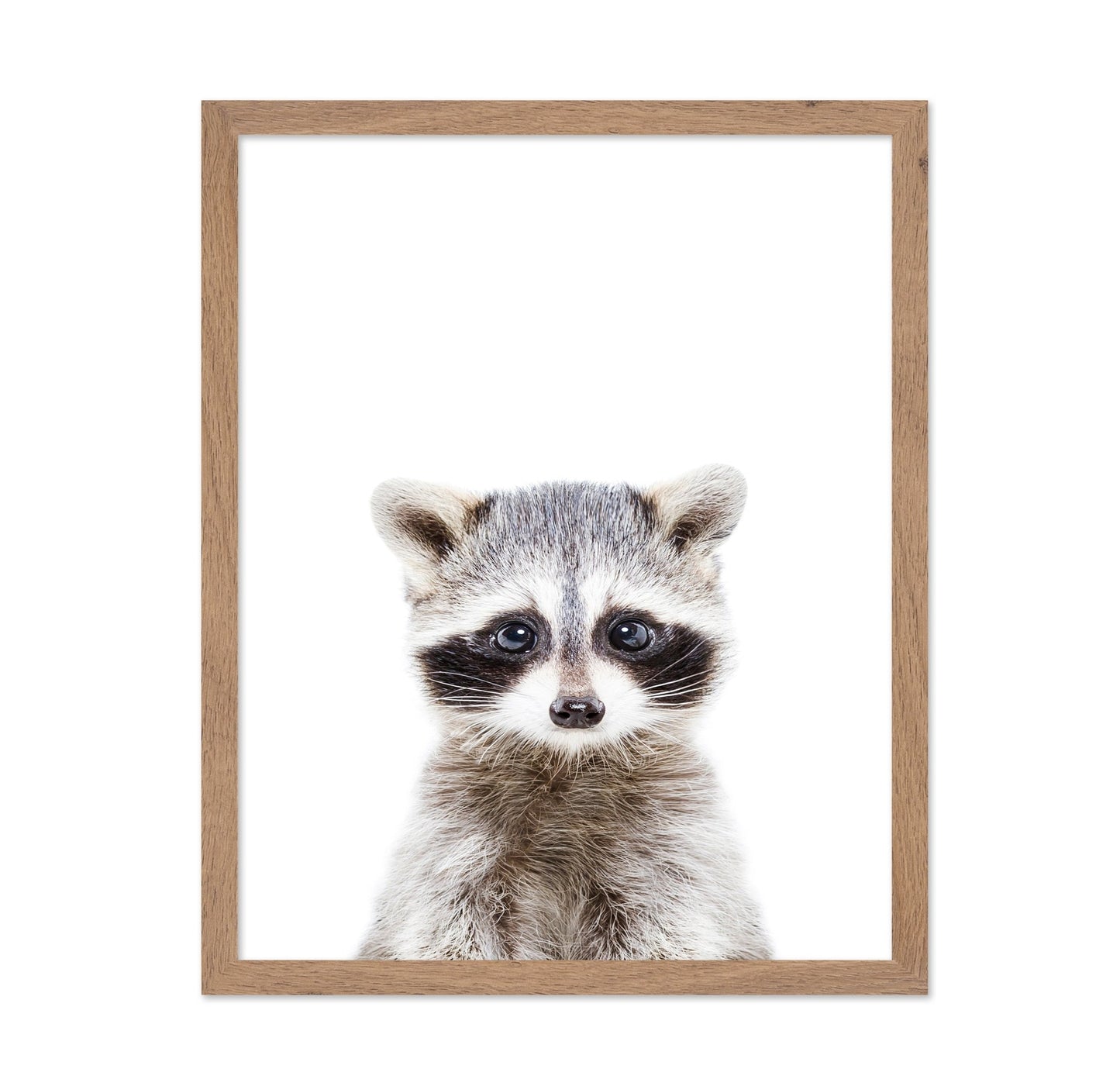 Baby Racoon