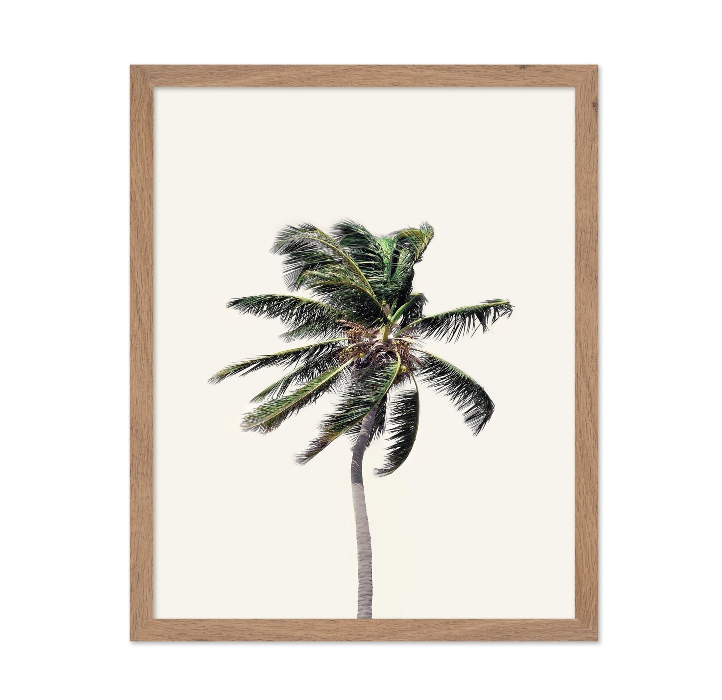 Windy Palm Tree