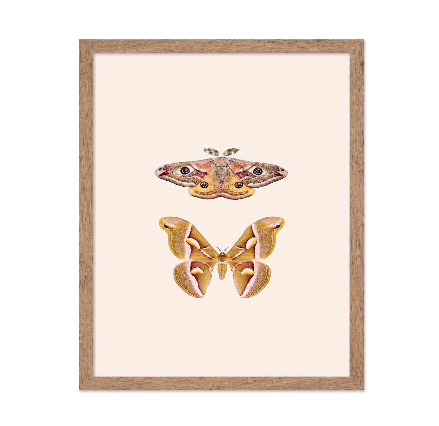 Moths