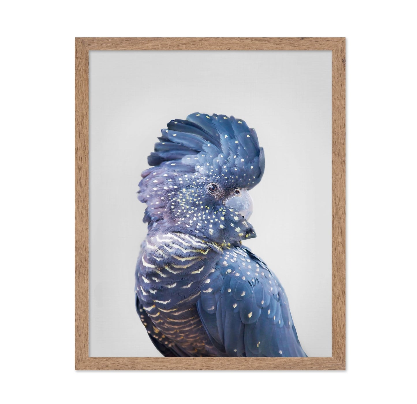 Black Cockatoo