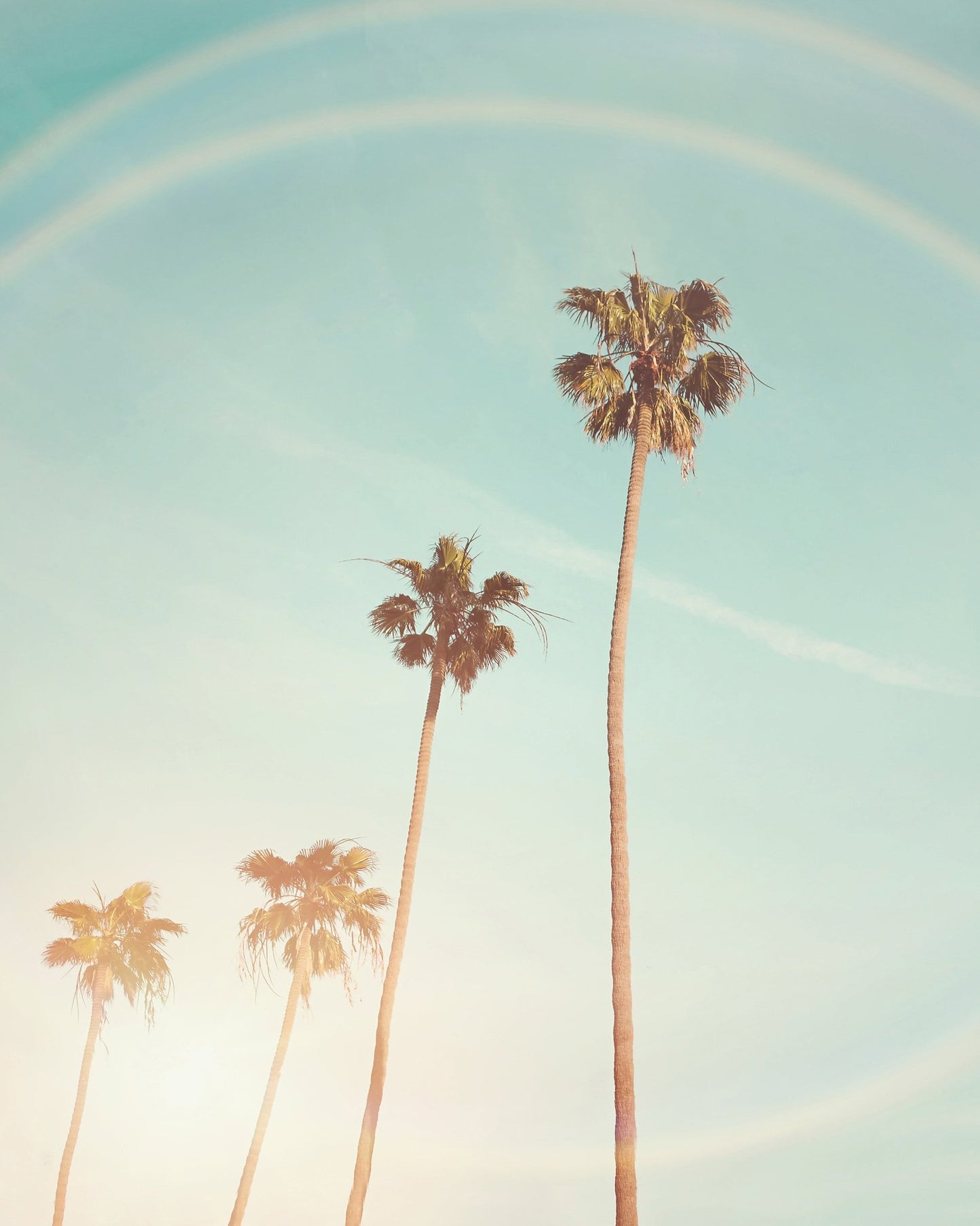 Sunny Cali Palm Tree