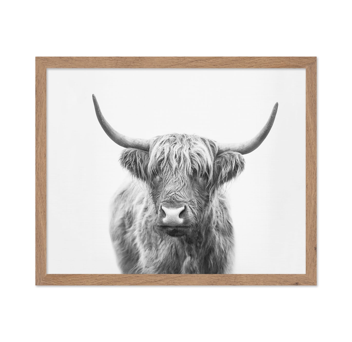 Highland Bull