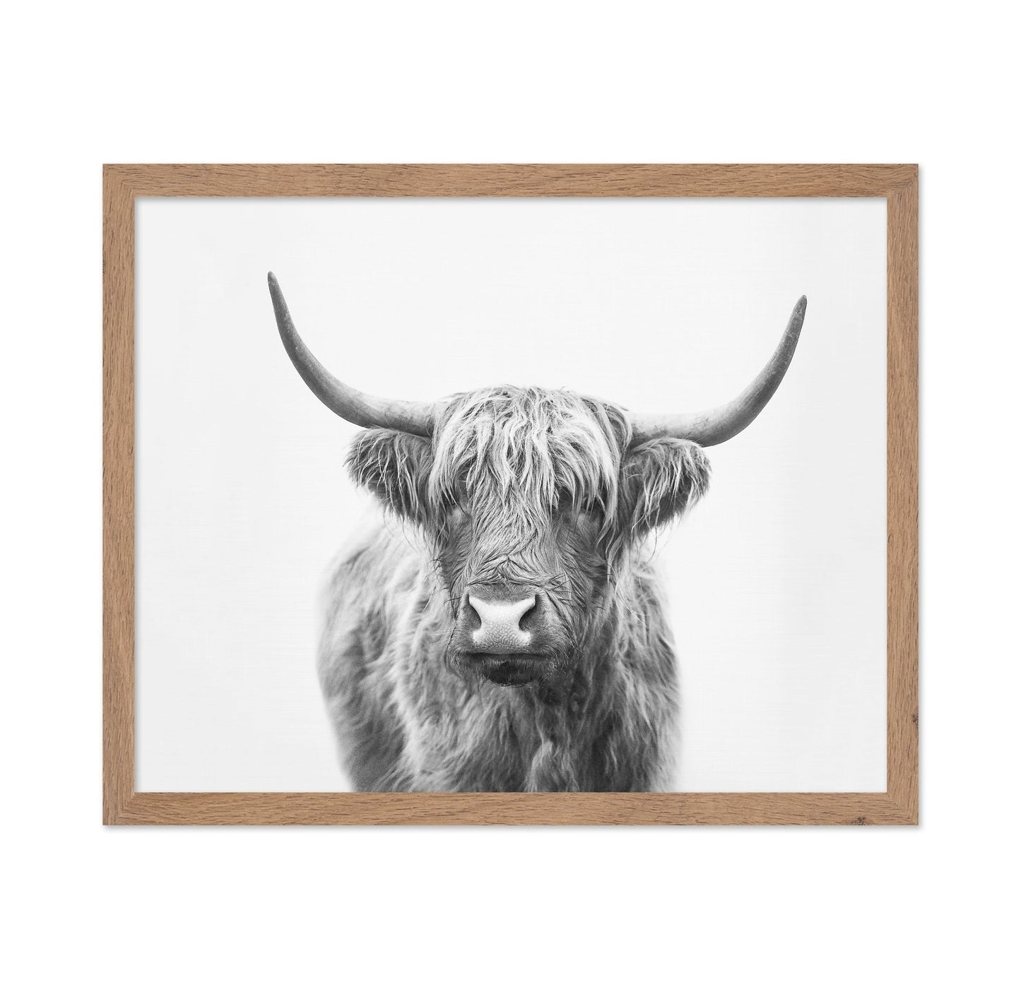 Highland Bull