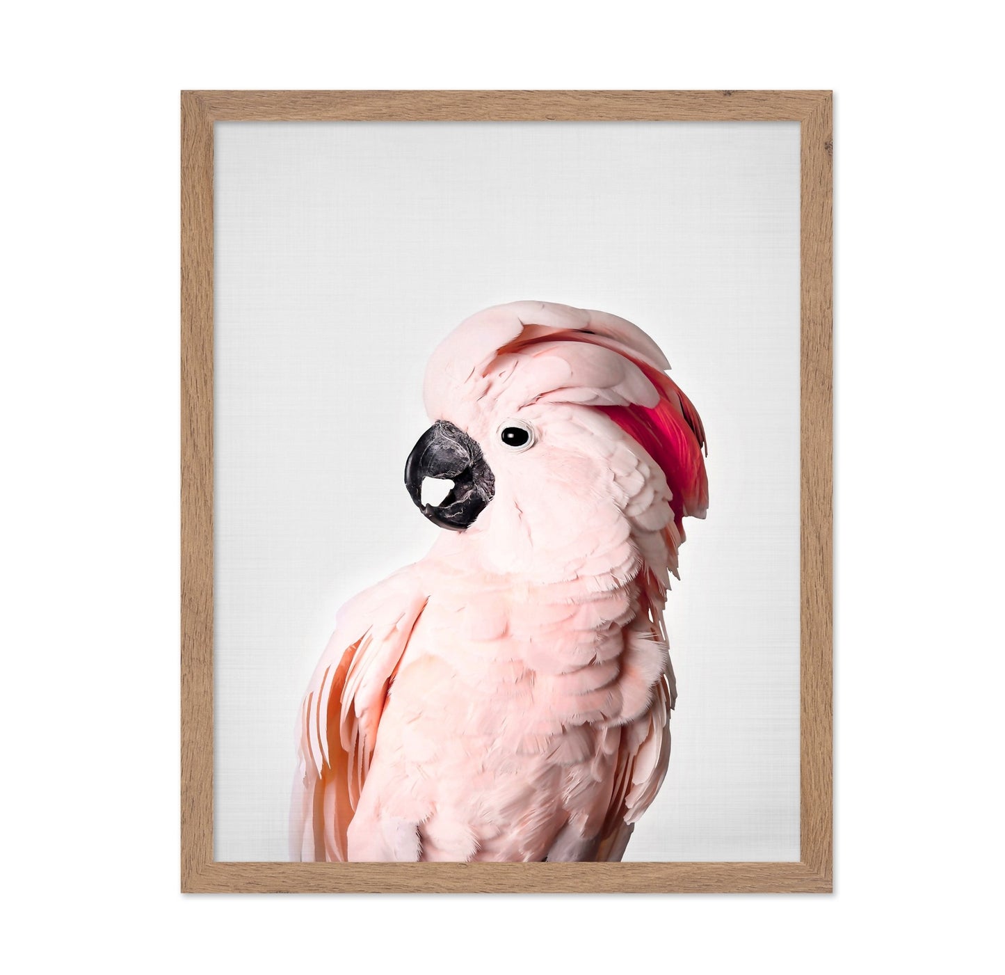 Pink Cockatoo