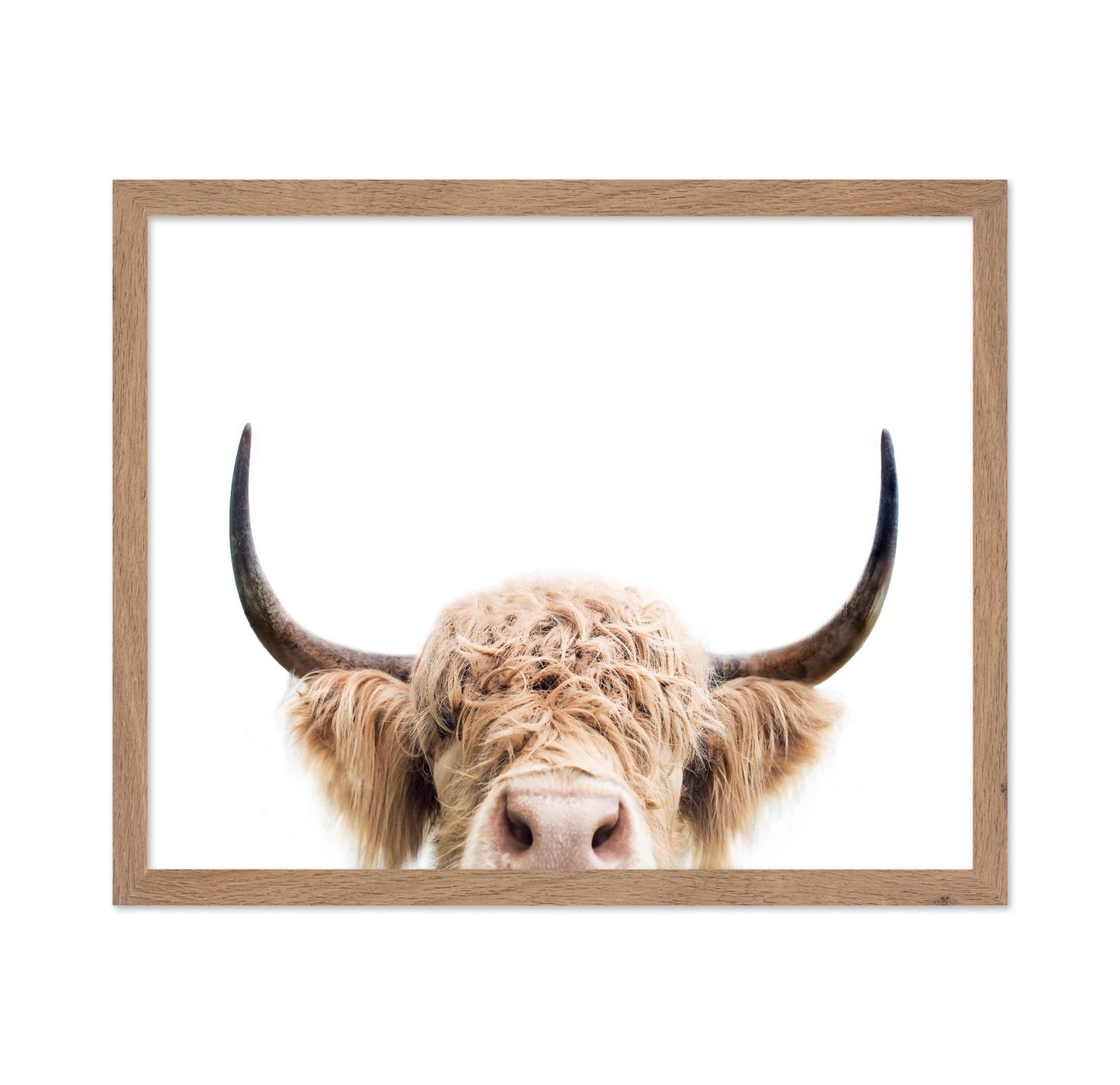 Cuddly Highland Cattle