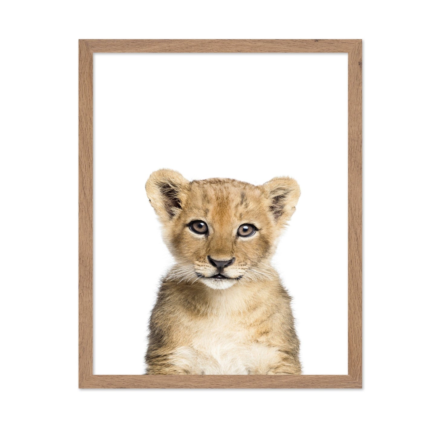 Baby Lion