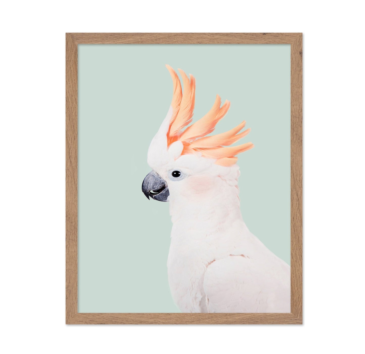 Cockatoo