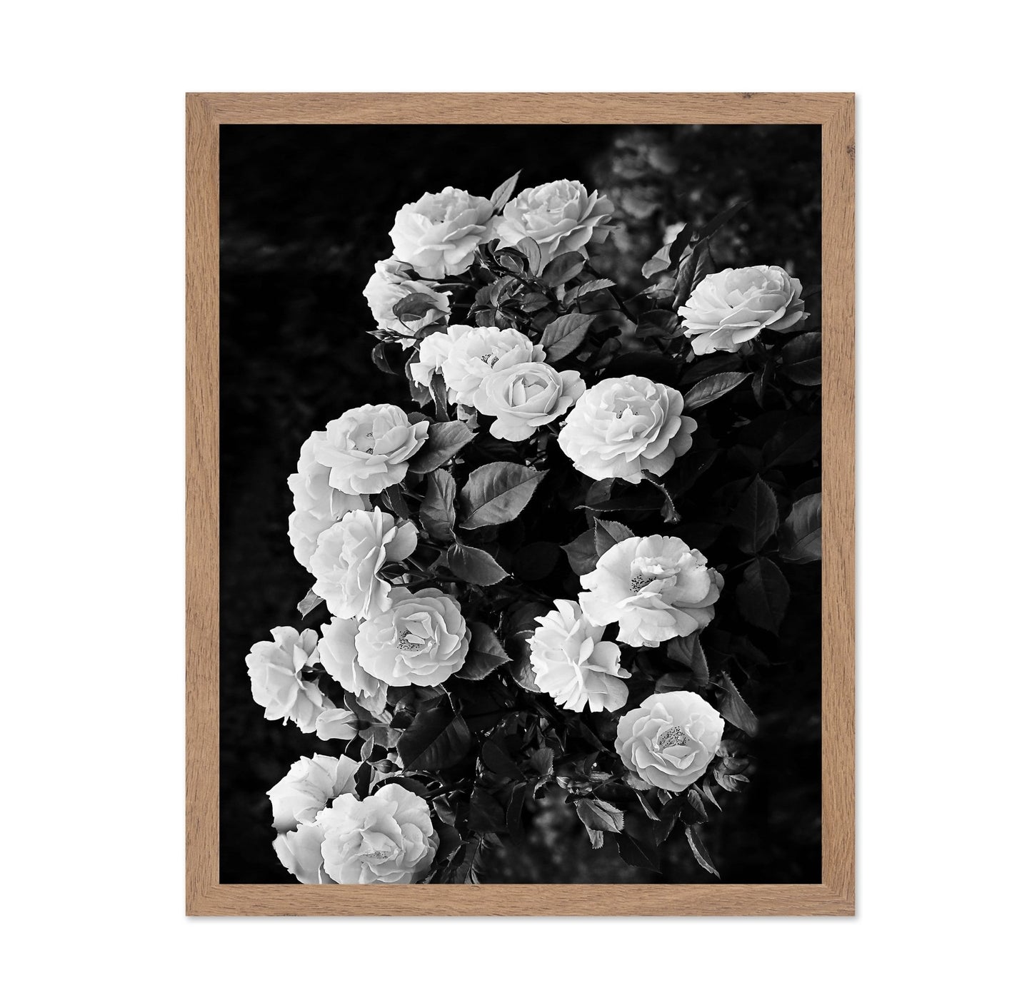 Rose Bush