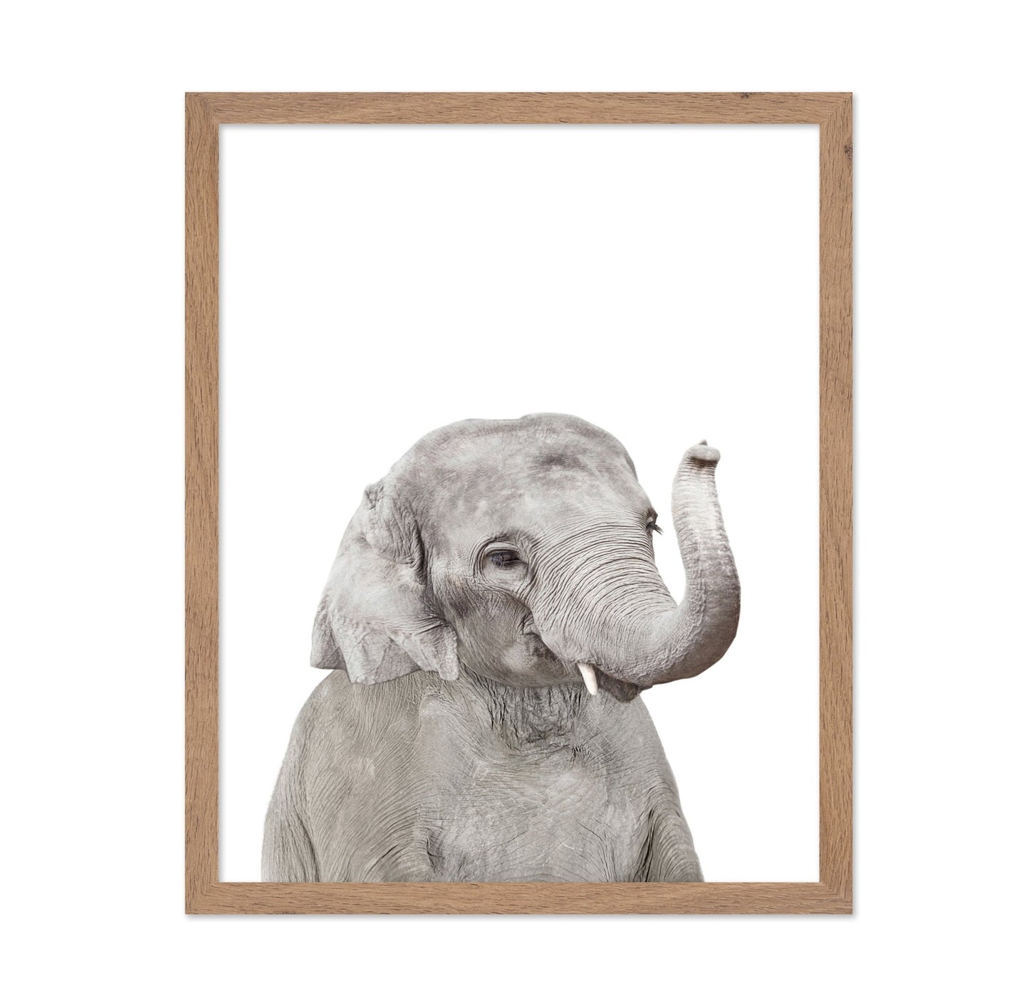 Baby Elephant