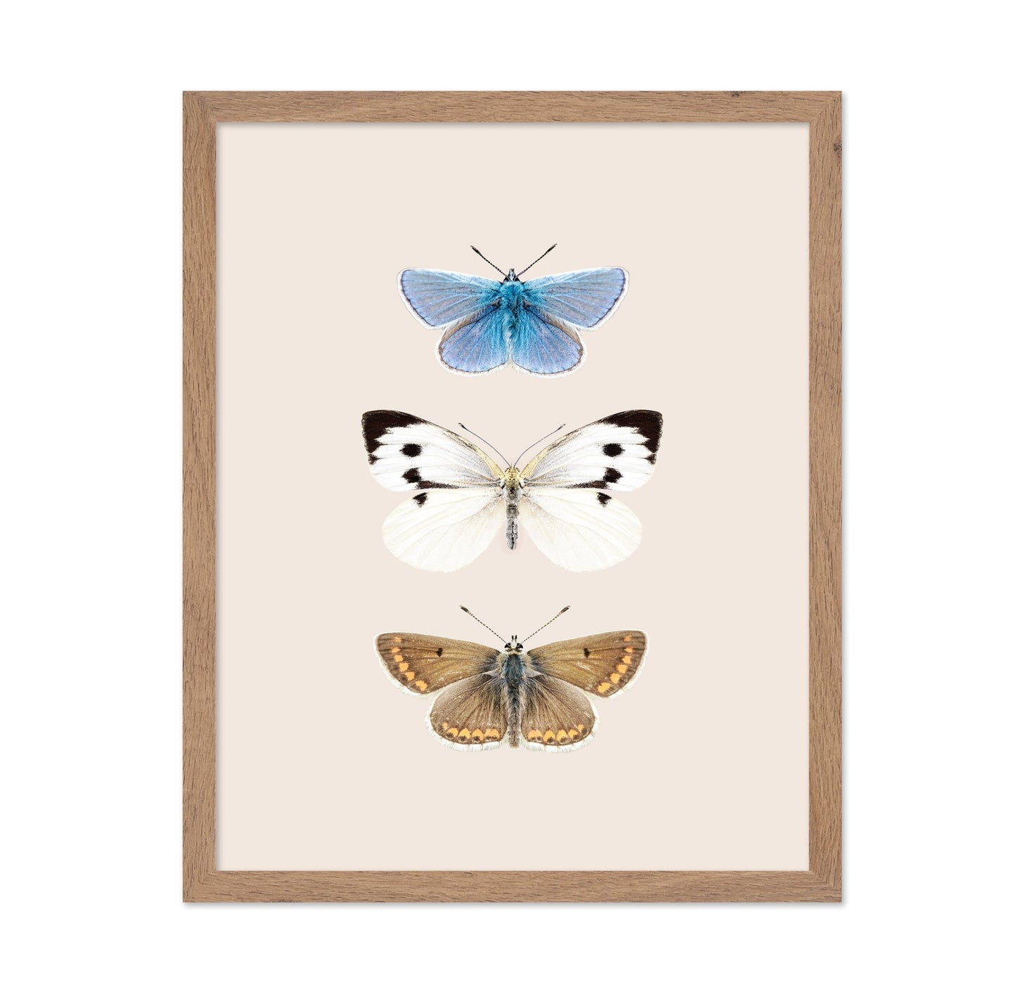 English Butterlies