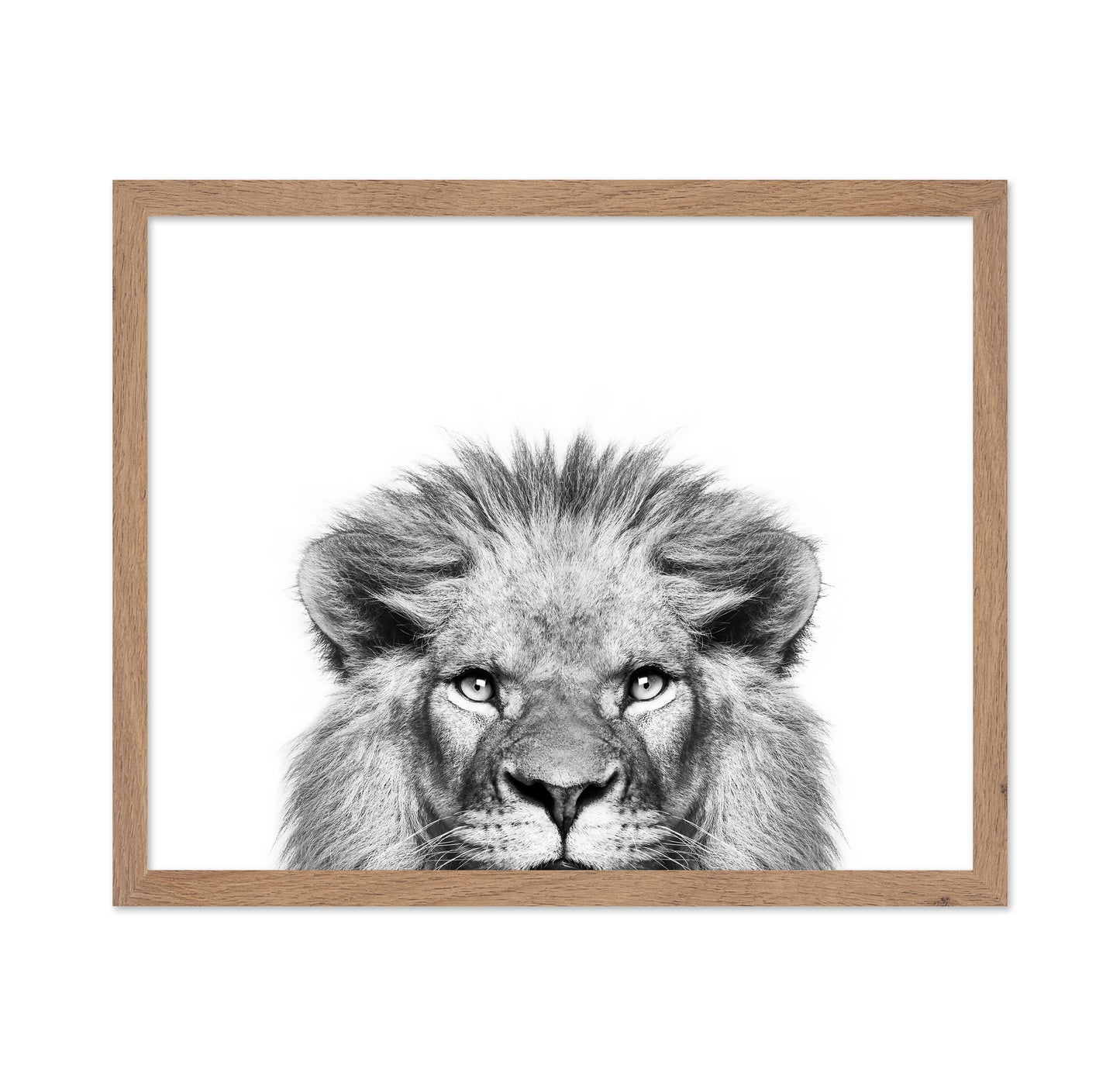 Peeking Lion