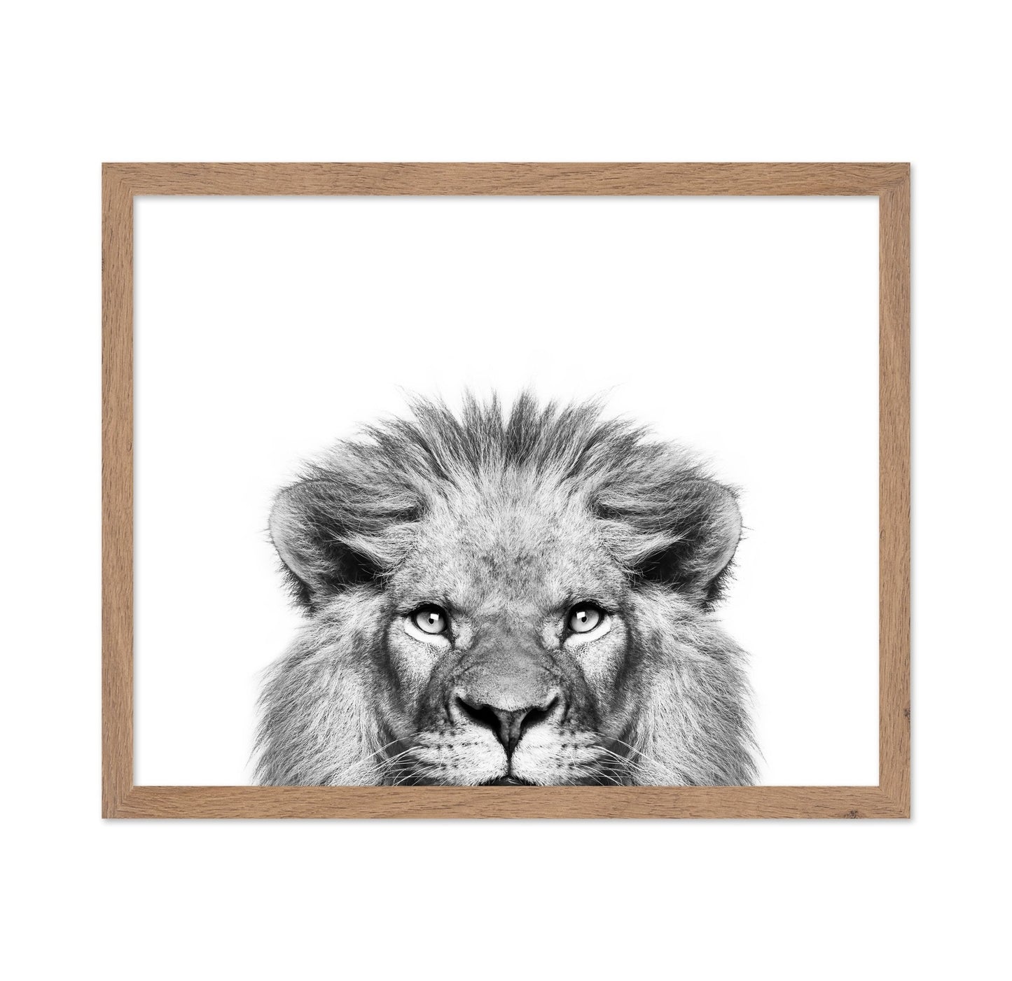 Peeking Lion