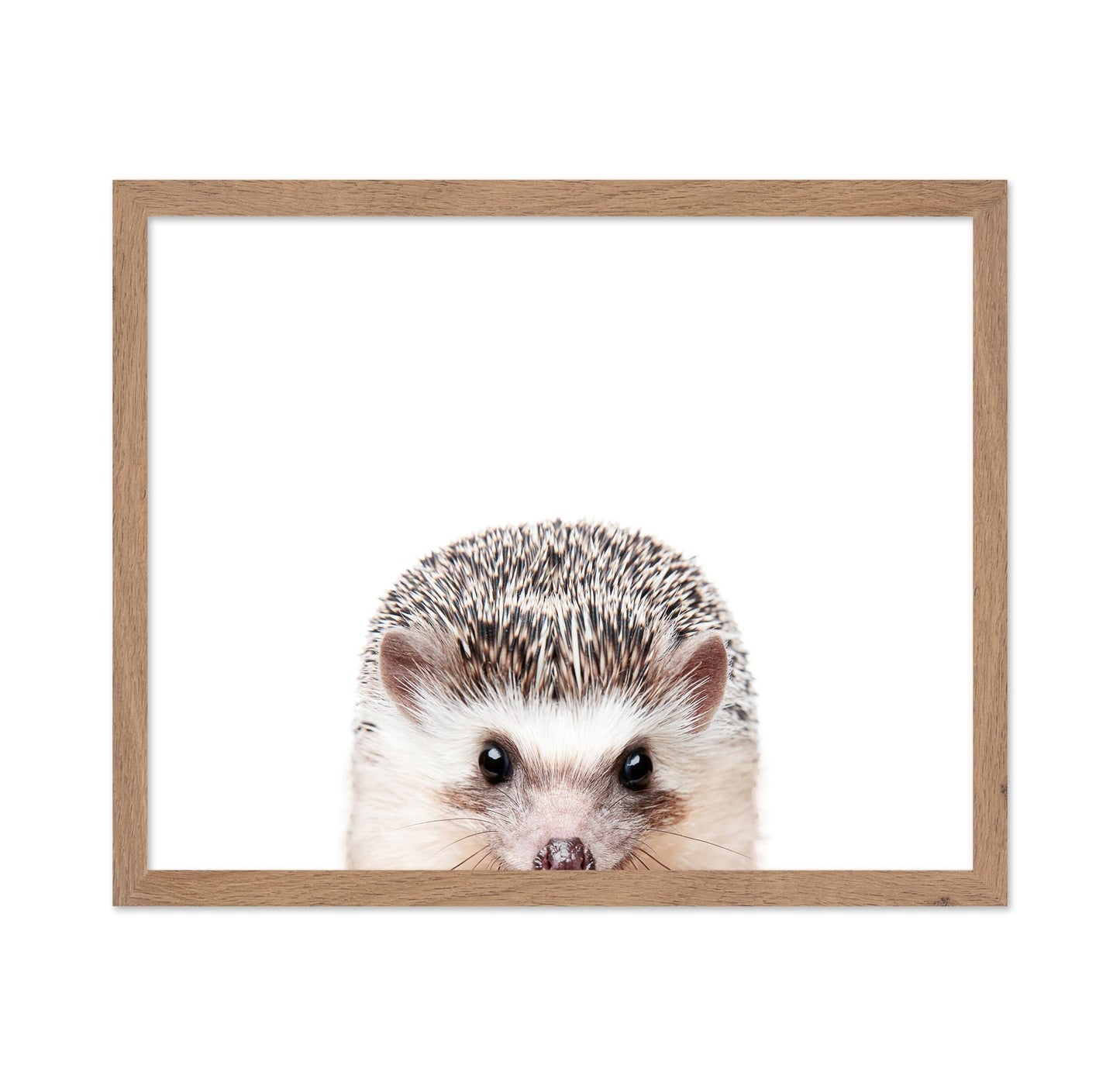 Peeking Hedgehog