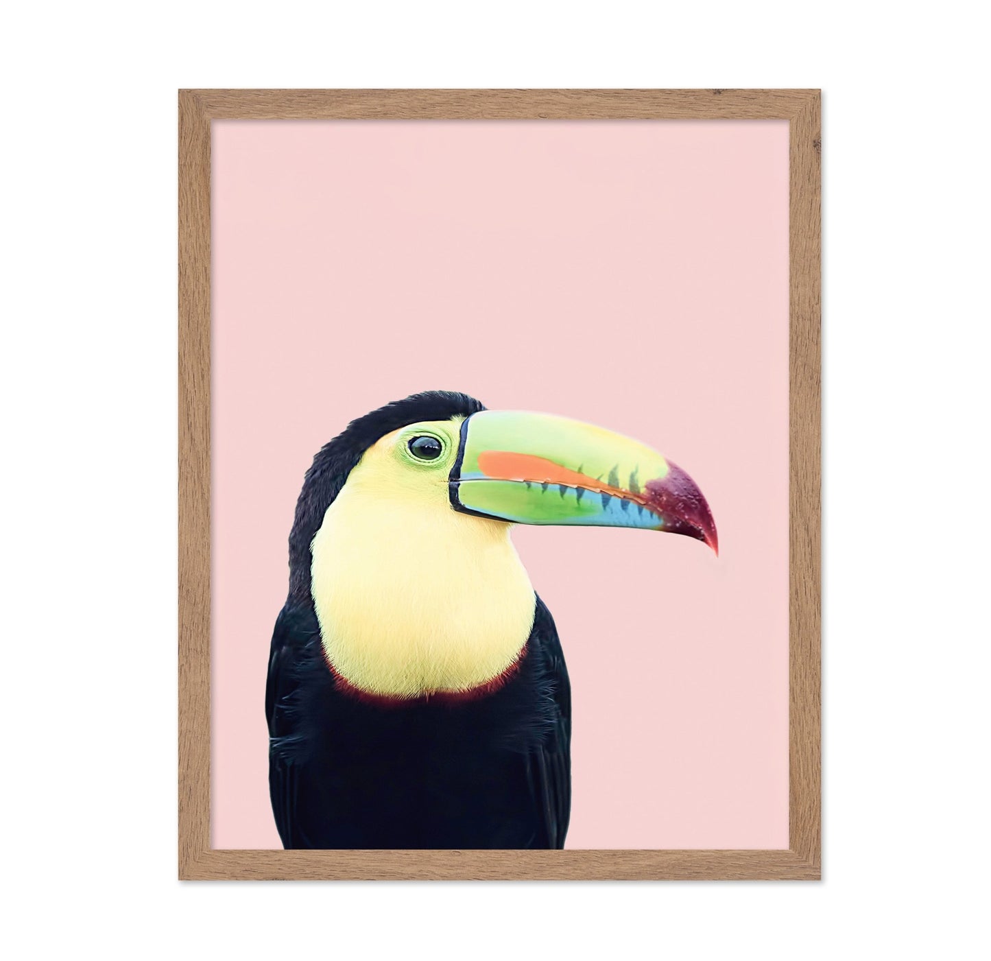 Toucan on Pink