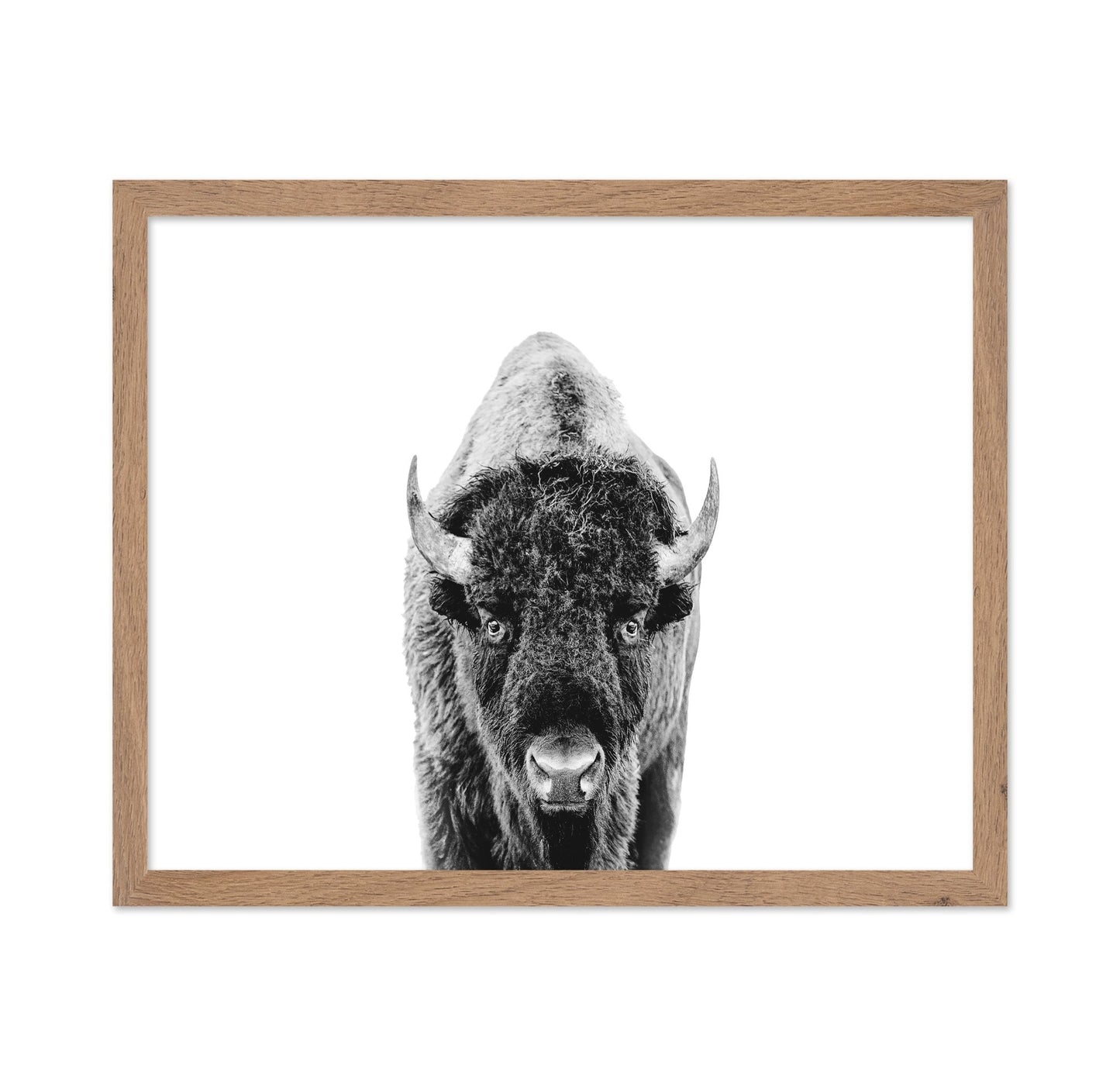 Majestic Bison