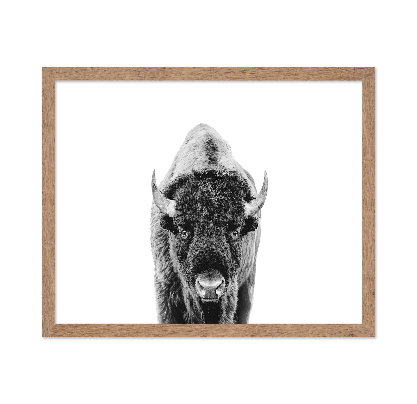 Majestic Bison