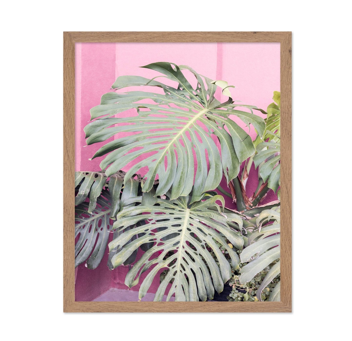 Monstera Leaf La Muralla