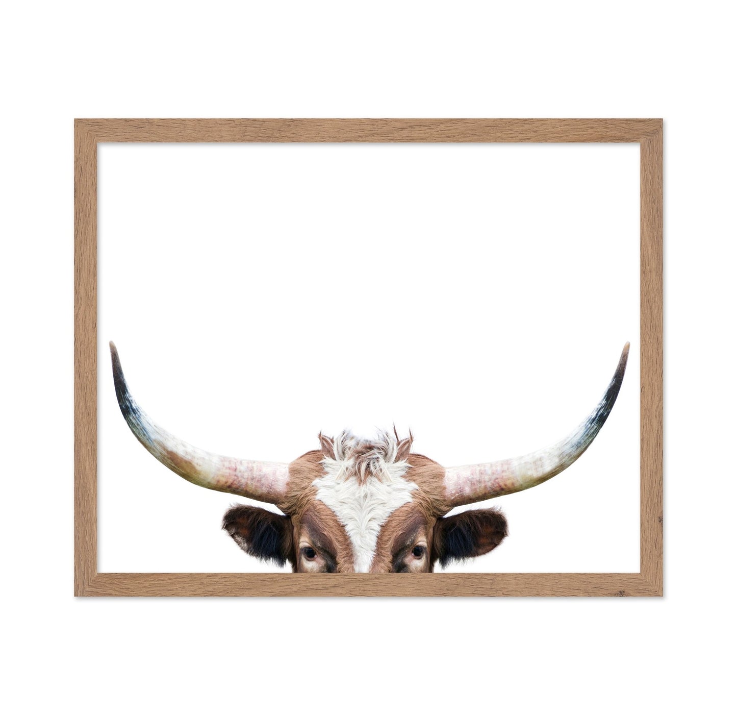 Peeking Longhorn Cow