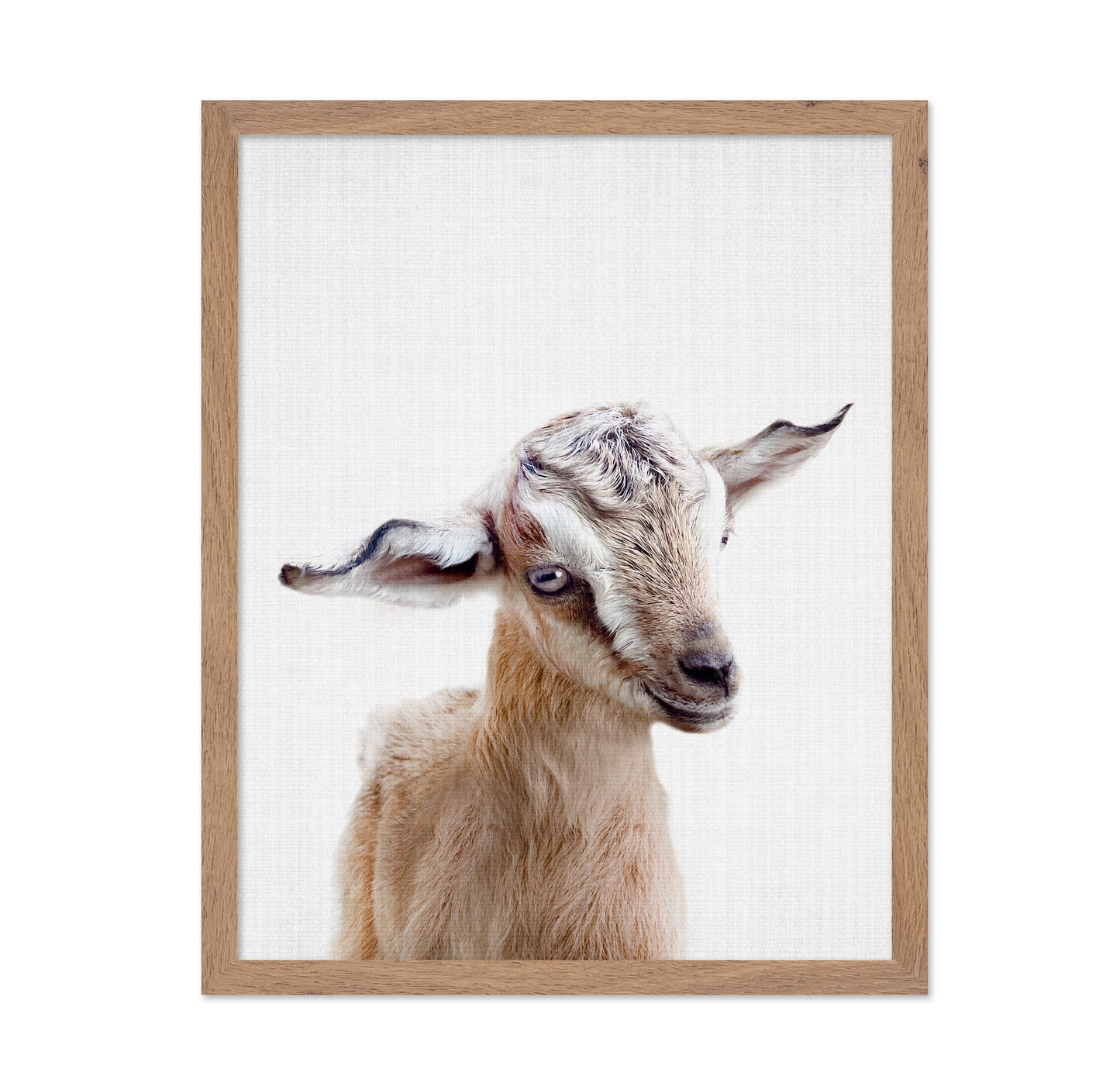 Peekaboo Baby Goat