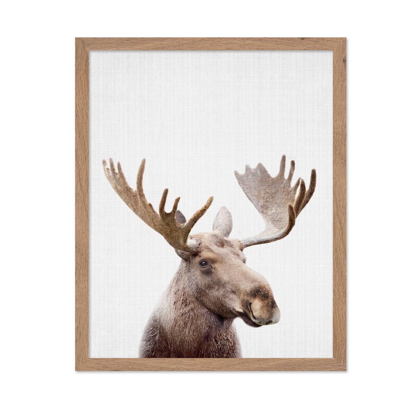 Peekaboo Moose