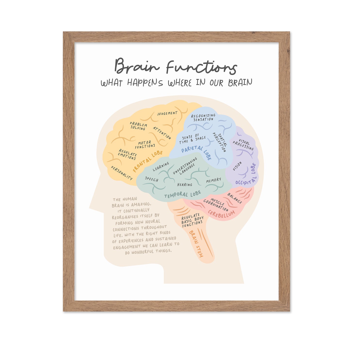 Brain Functions