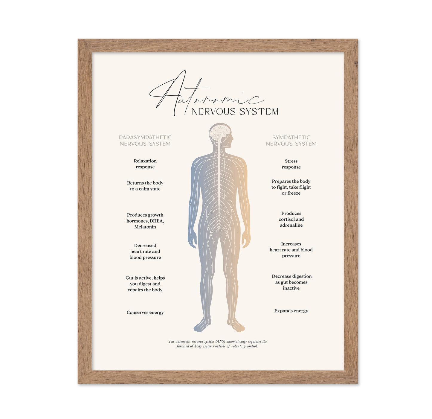 Autonomic Nervous System