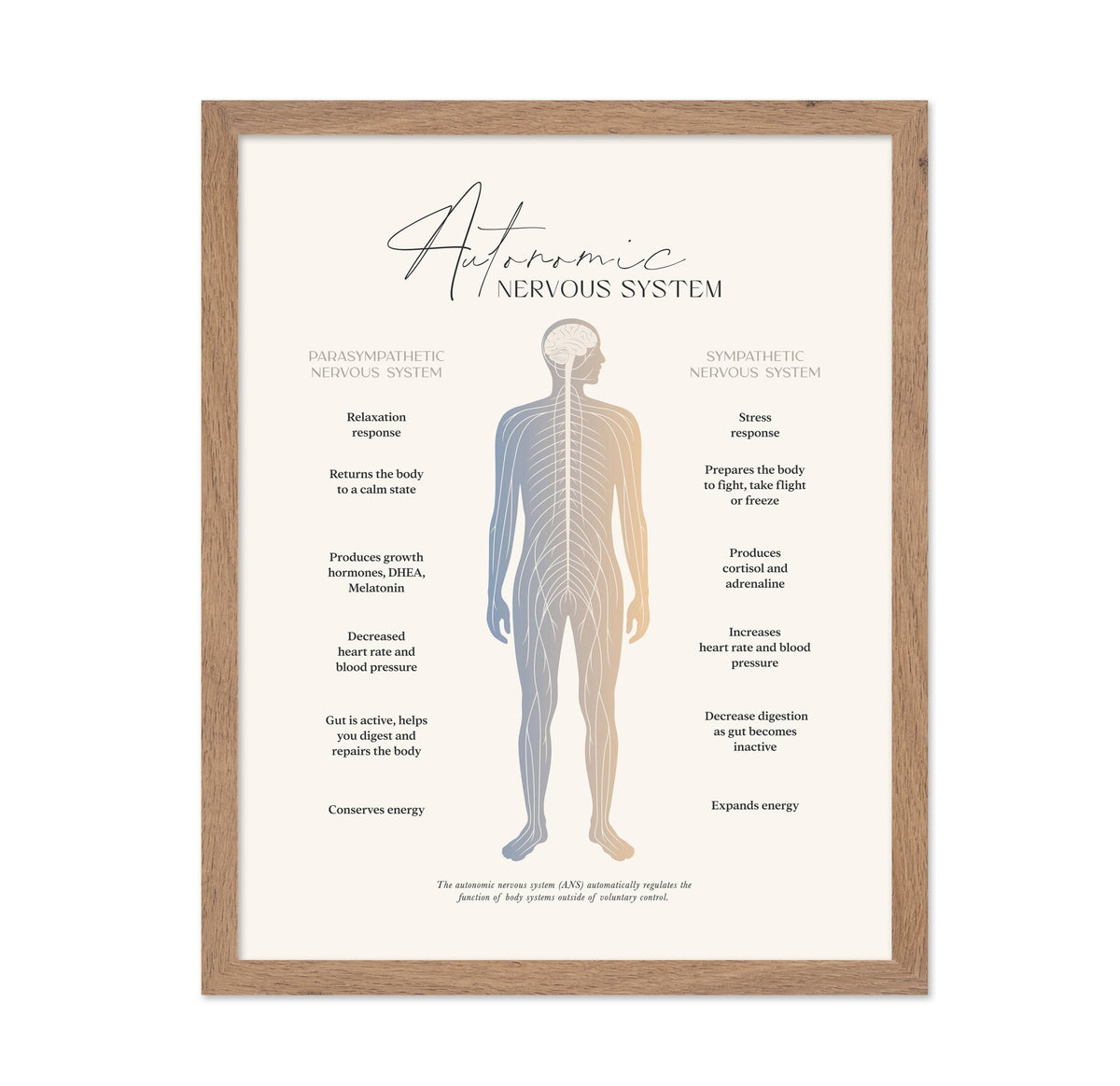 Autonomic Nervous System