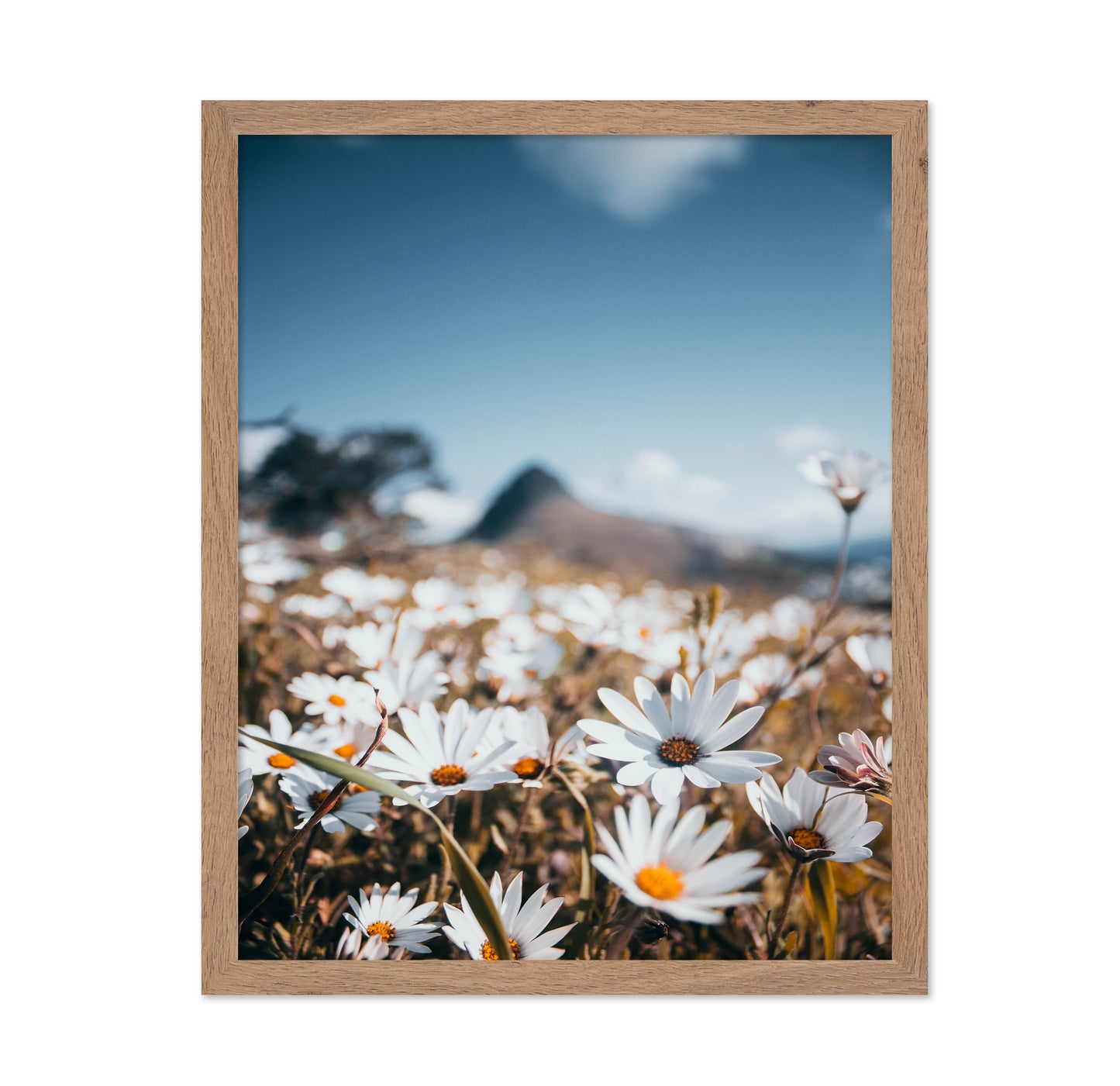 White African Daisies Under a Clear Blue Sky