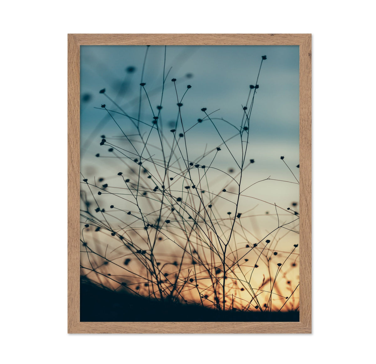 Sunset Through the Grasses