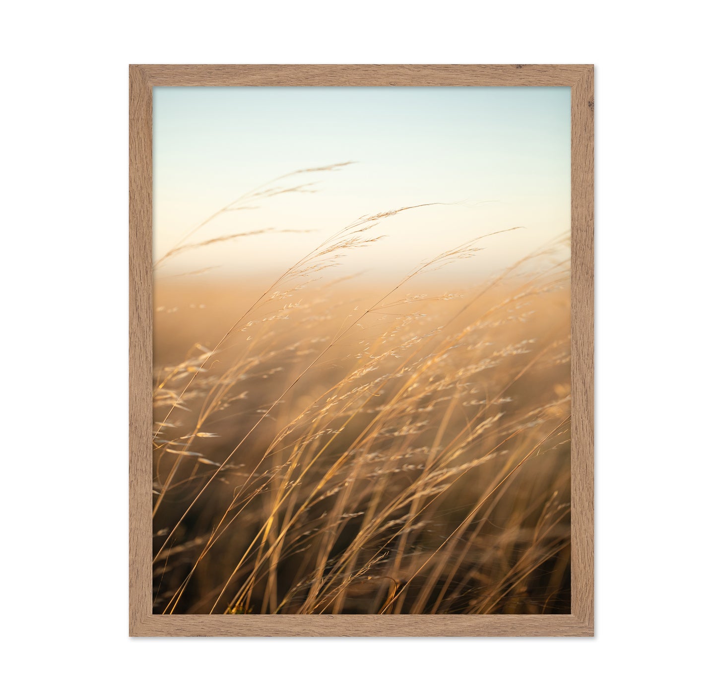 Golden Prairie Grass