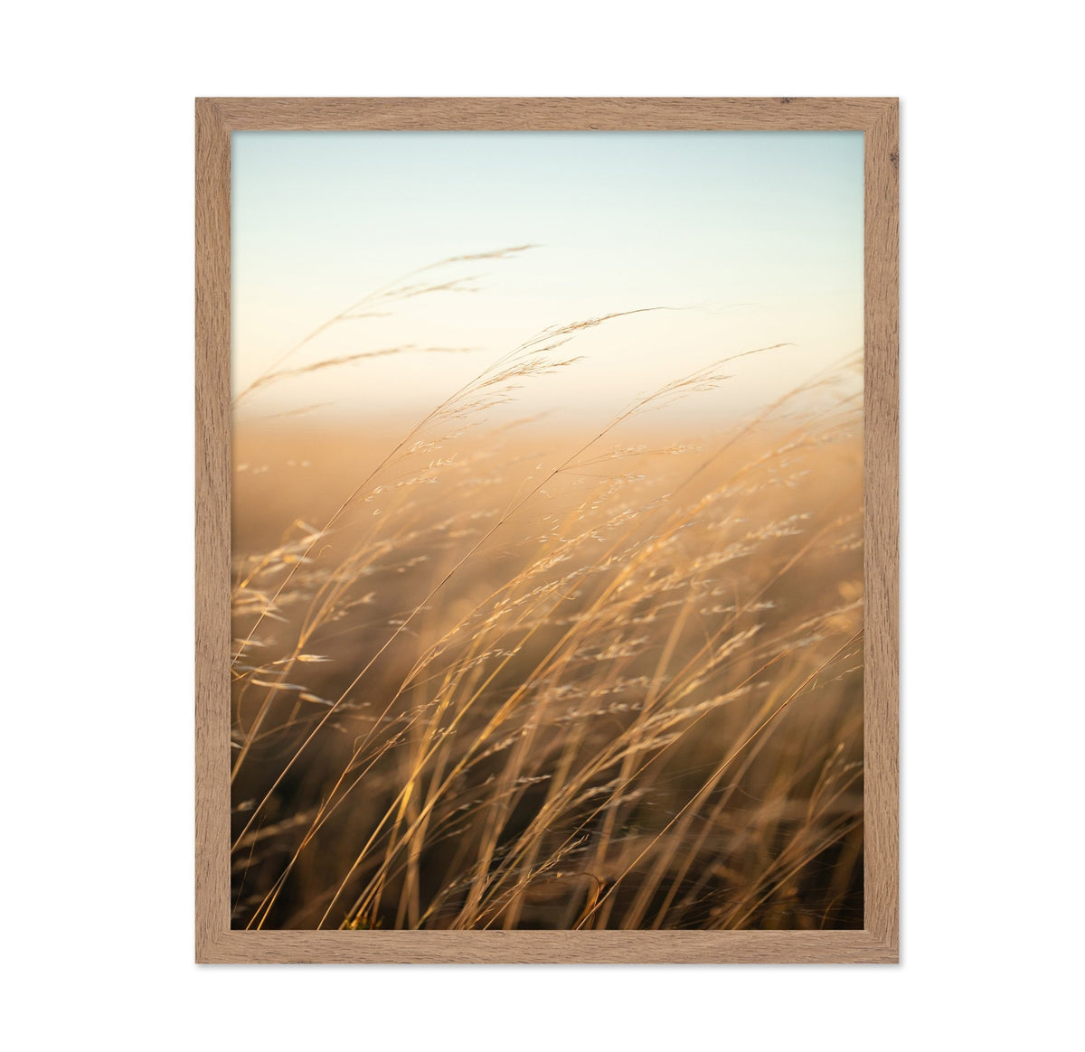 Golden Prairie Grass