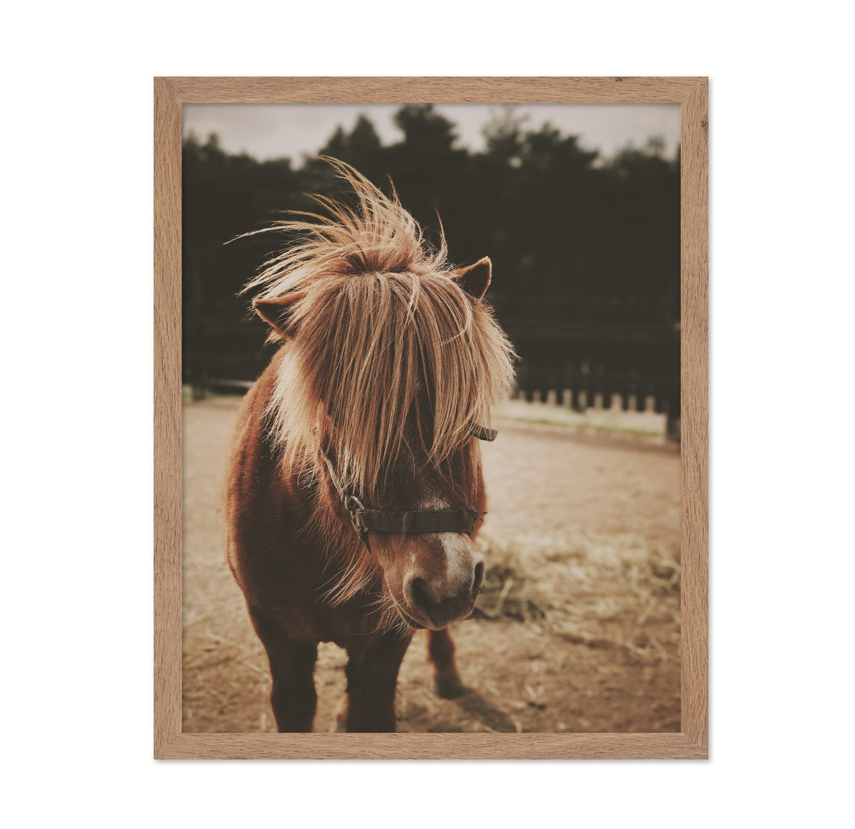 Pony with a Shaggy Mane
