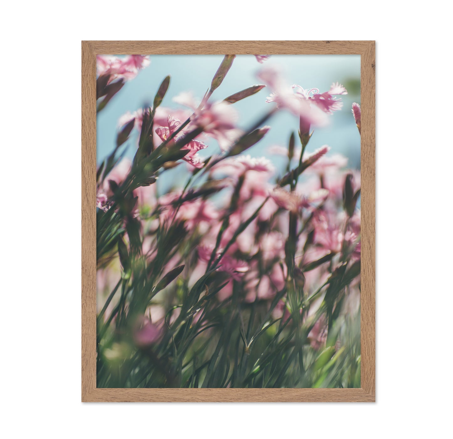 Dreamy Scene of Pink Flowers