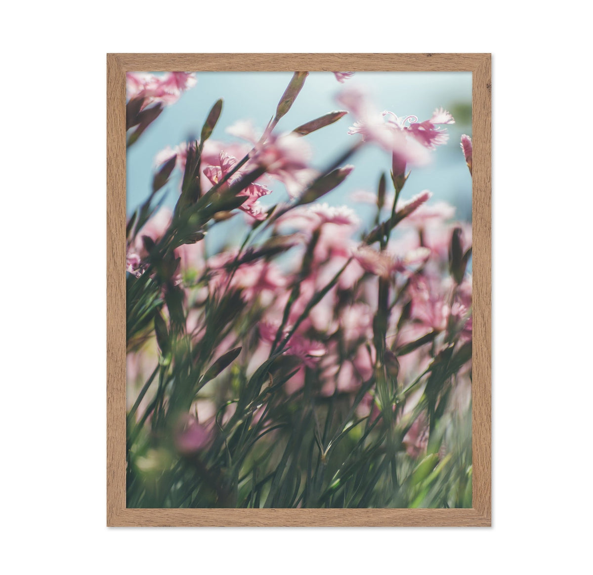 Dreamy Scene of Pink Flowers