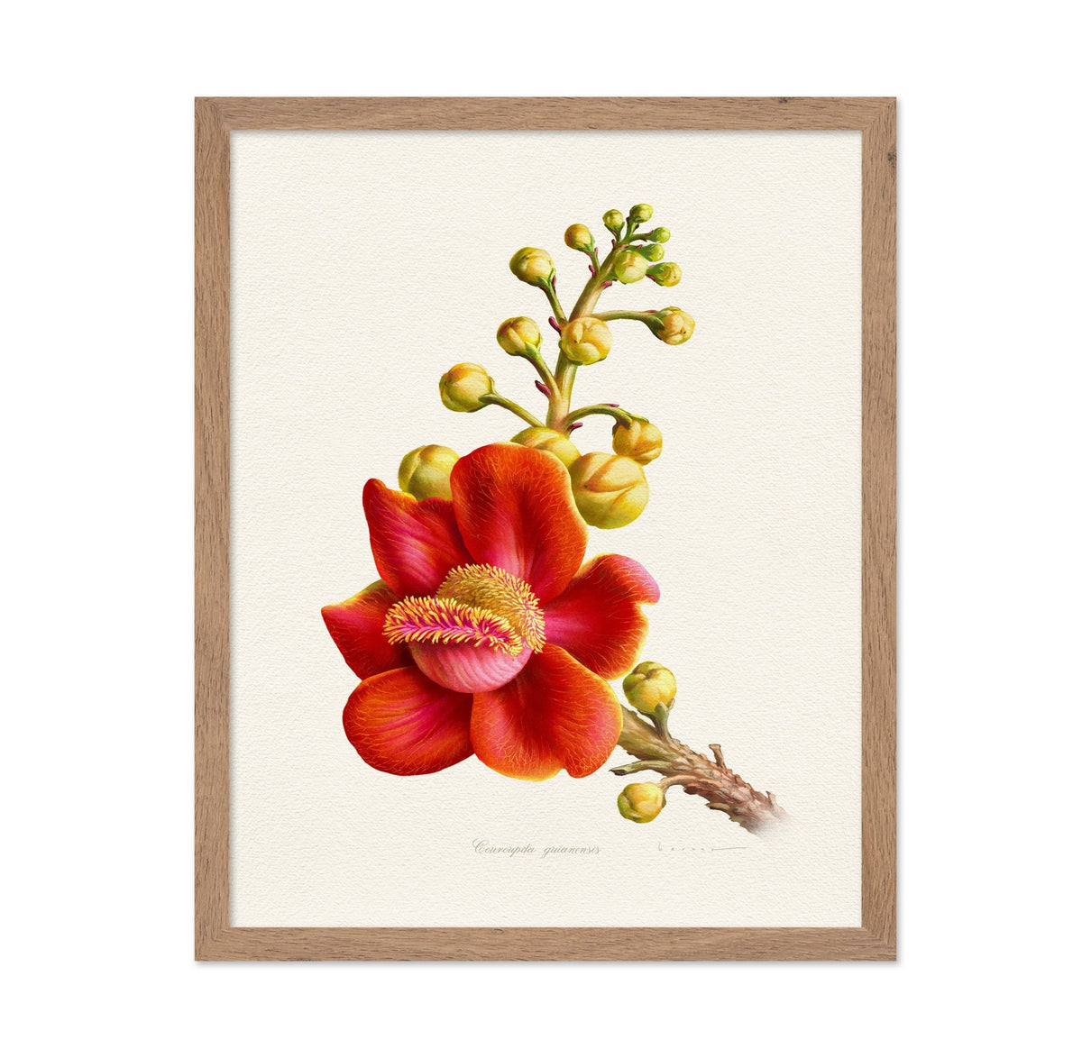 Couroupita Guianensis
