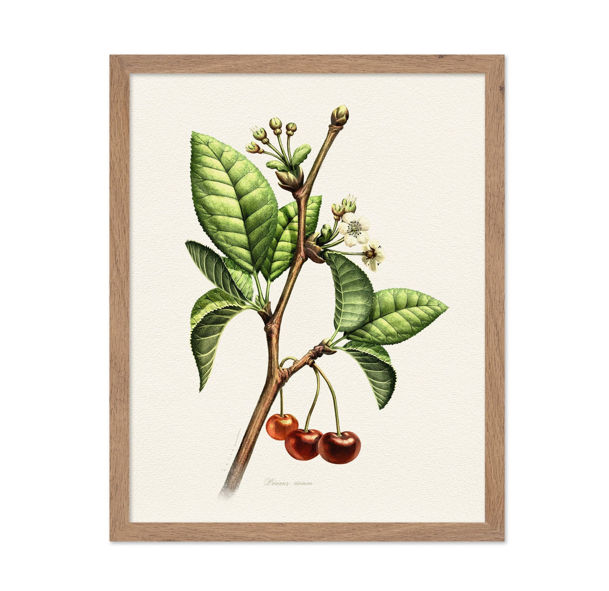 Prunus Avium