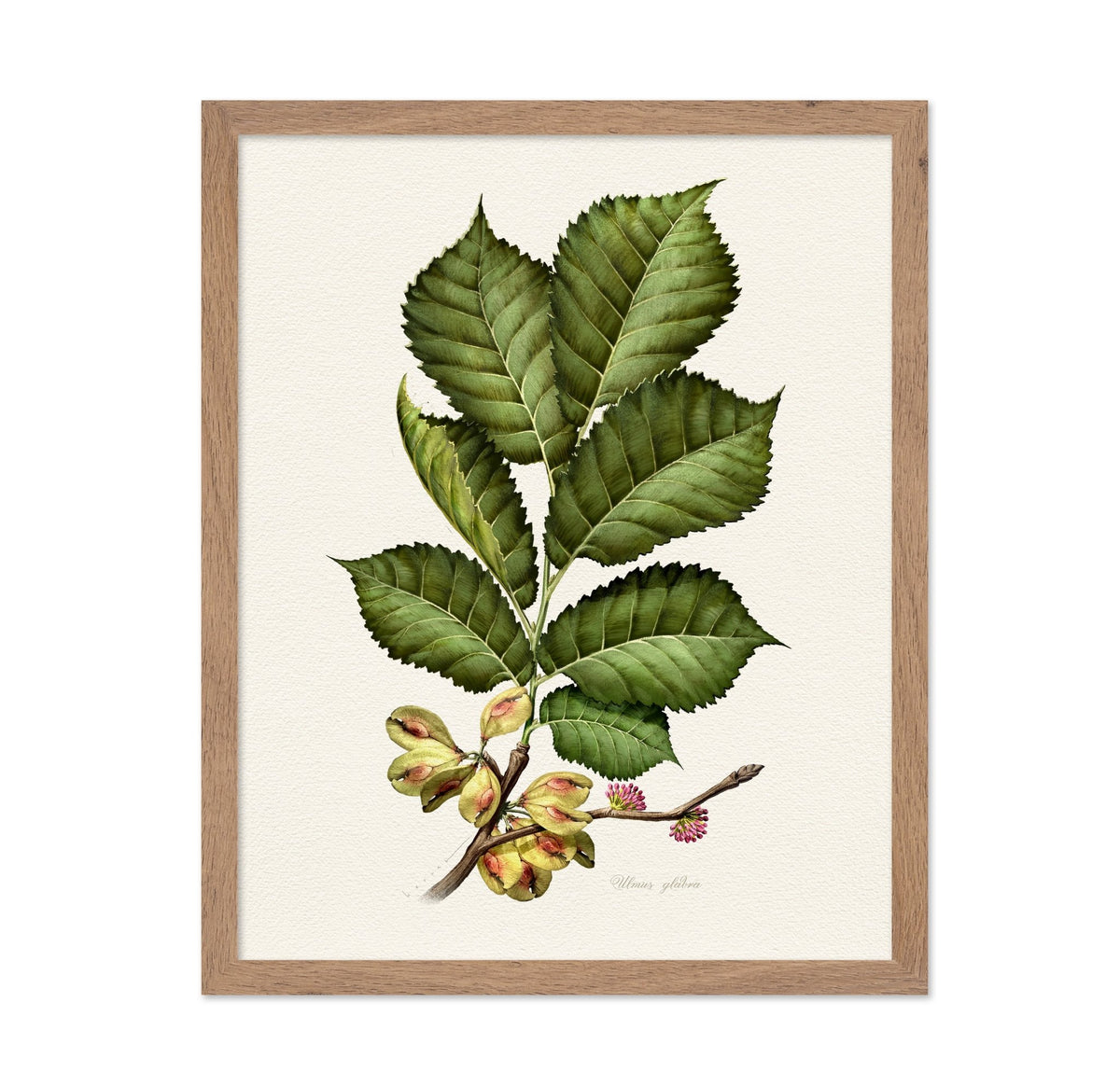 Ulmus Glabra