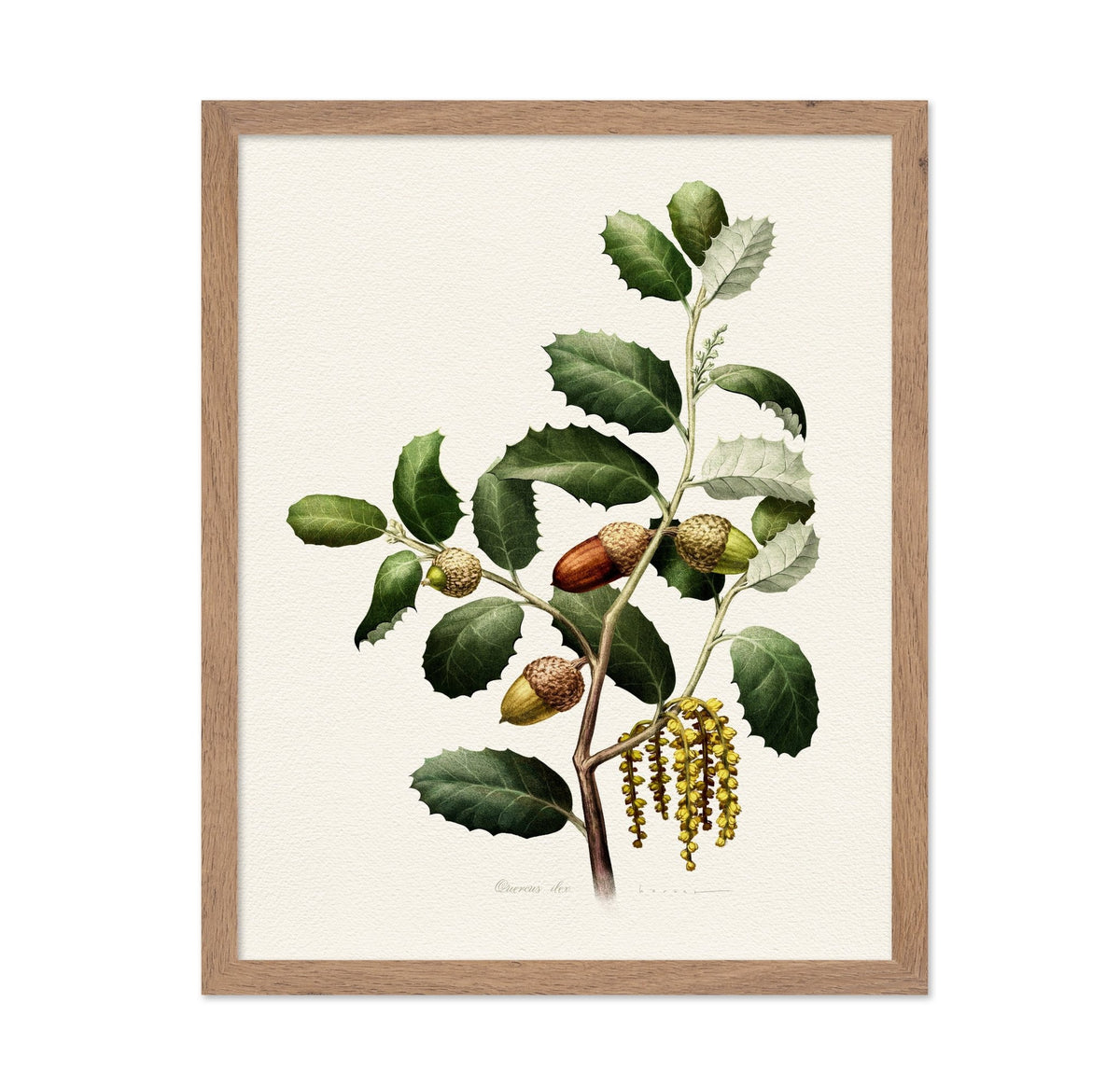 Quercus Ilex